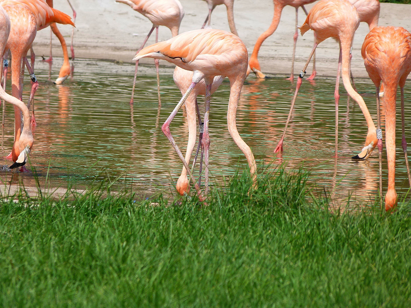 zebra Nature Photography  pink flamingo bird Digital Art  marsupial safari park