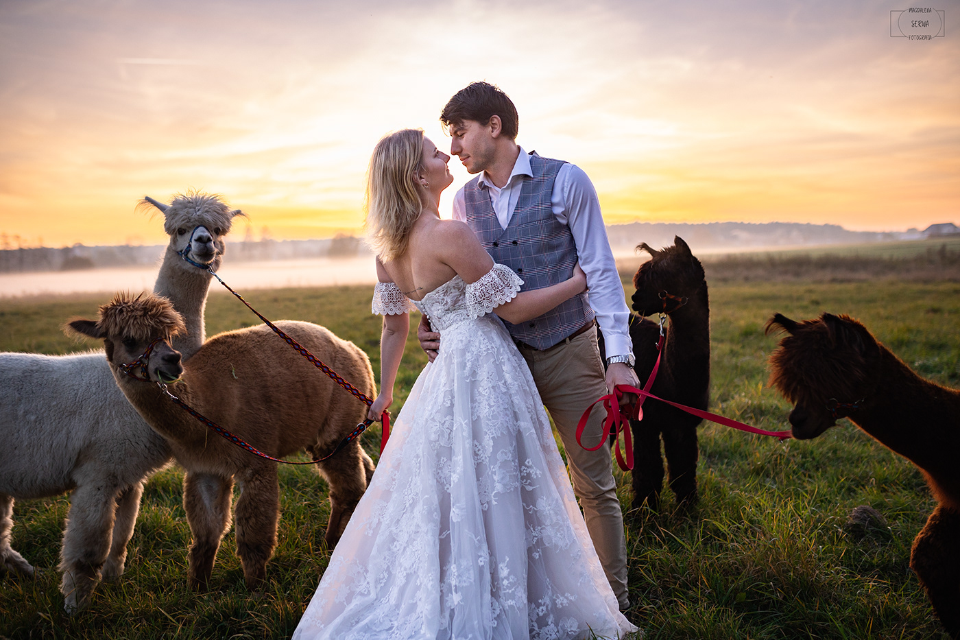 alpaca alpaka bride marriage photographer photoshoot plener Plener ślubny sunset Wedding Photography