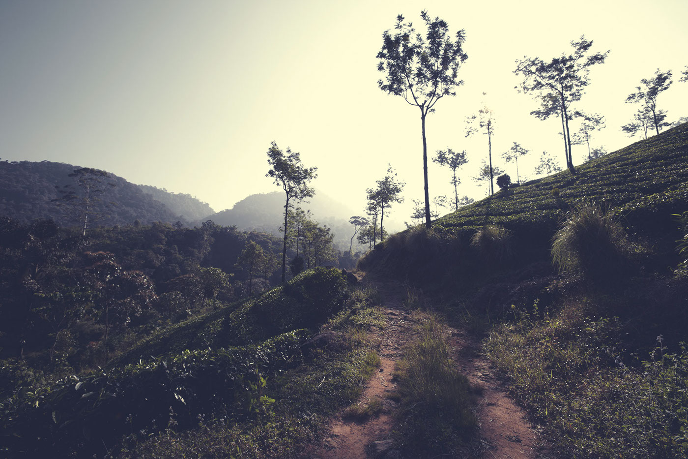 India tea landscapes black tea growing hills nutrition plants