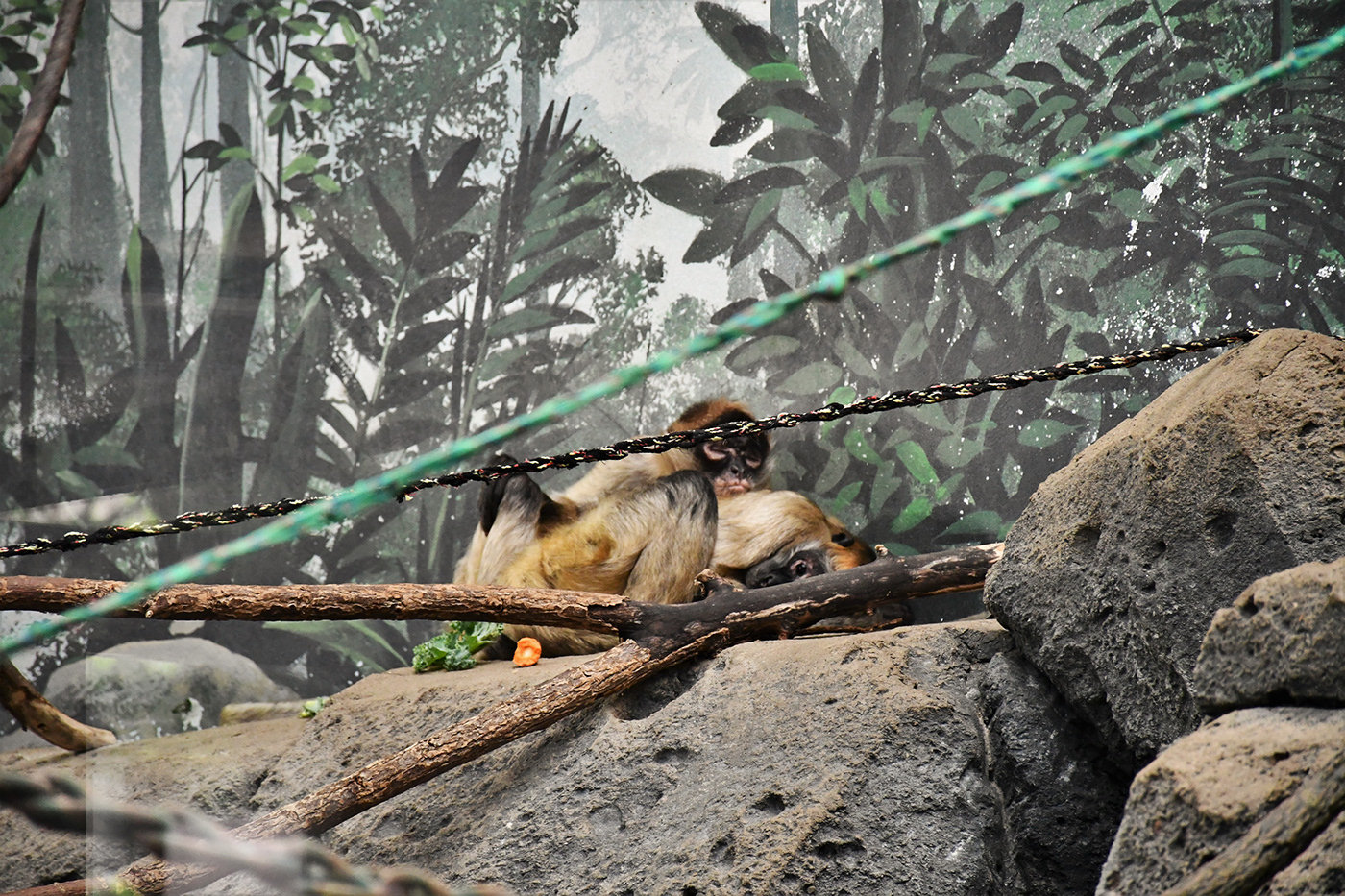 animals Photography  Nikon como zoo zoo