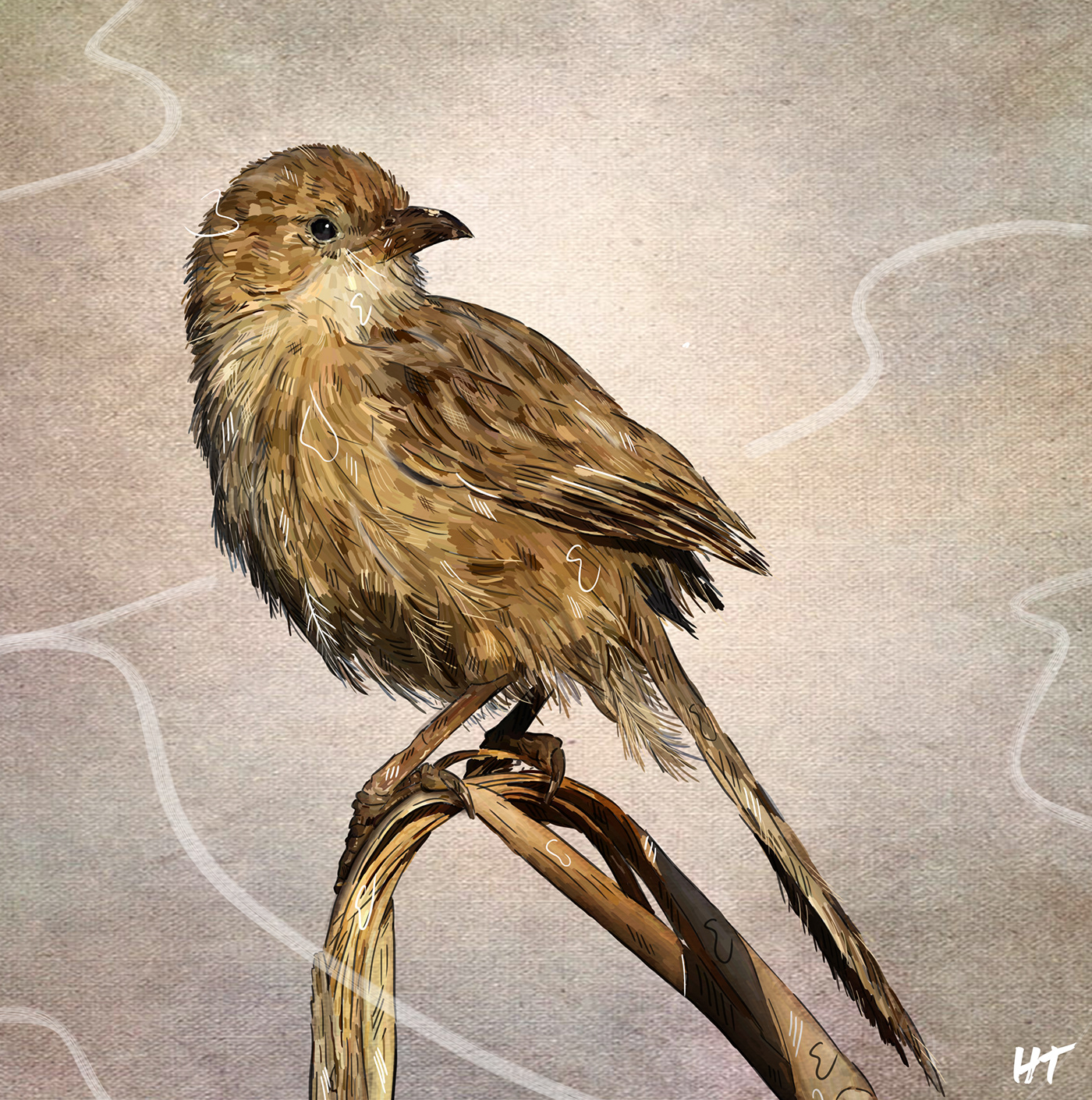 ILLUSTRATION  art digitalart Cintiq birds animals cover design Drawing  color