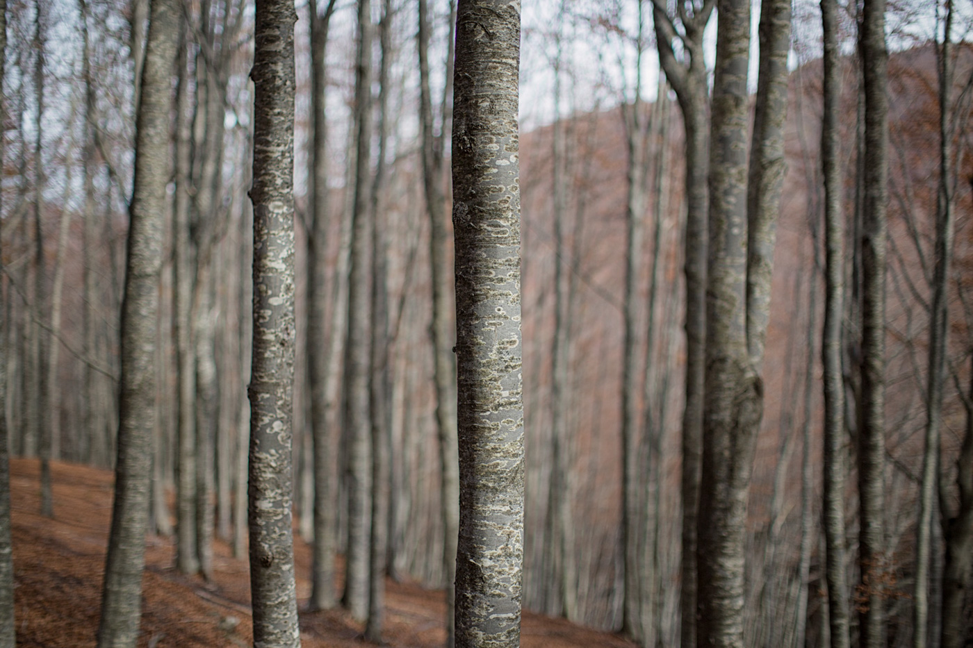 wood mountain Nature Landscape Tree 
