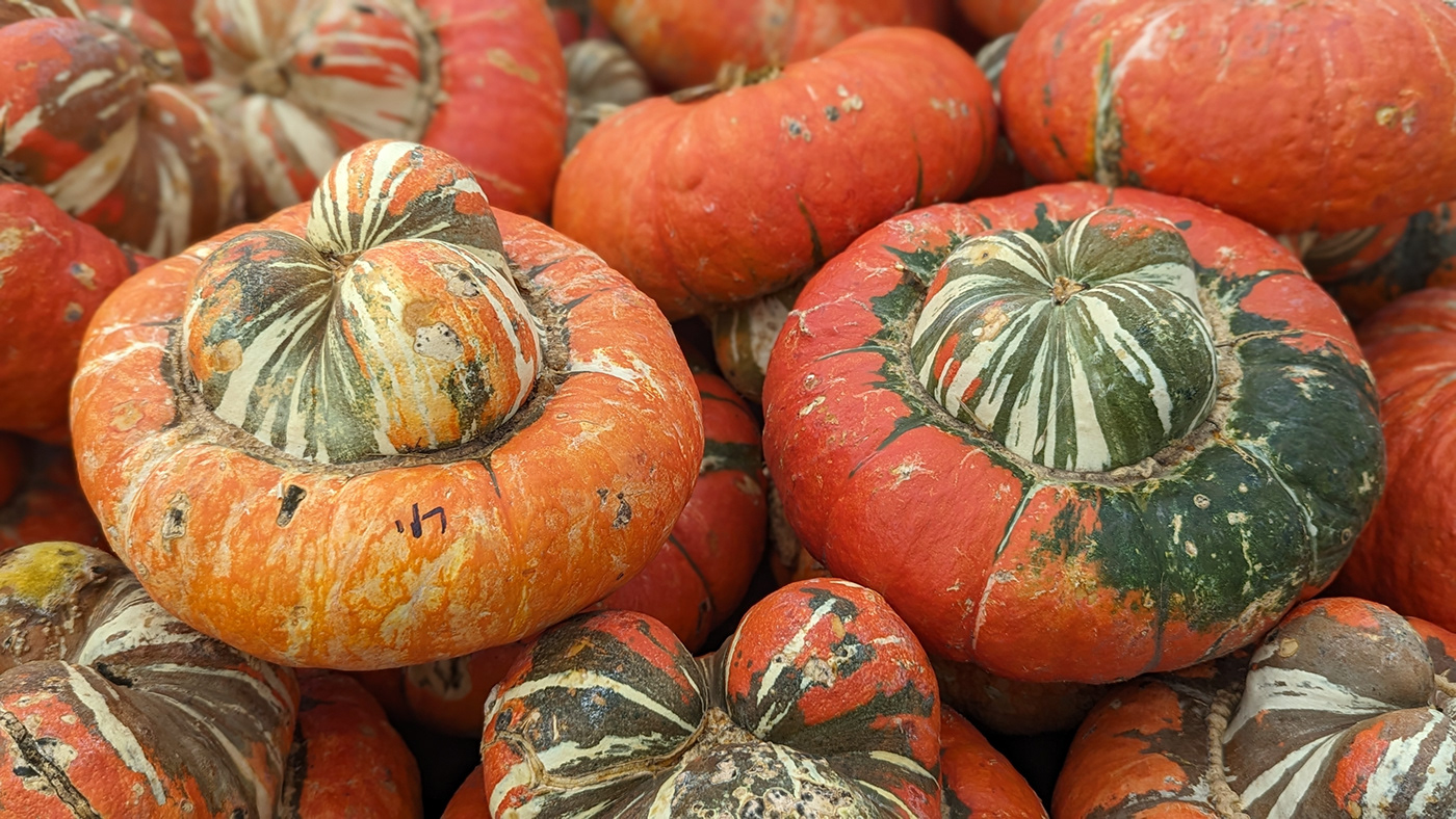 pumpkin pumpkins autumn Fall Nature Photography  photographer Macro Photography gourd shelby hanlon