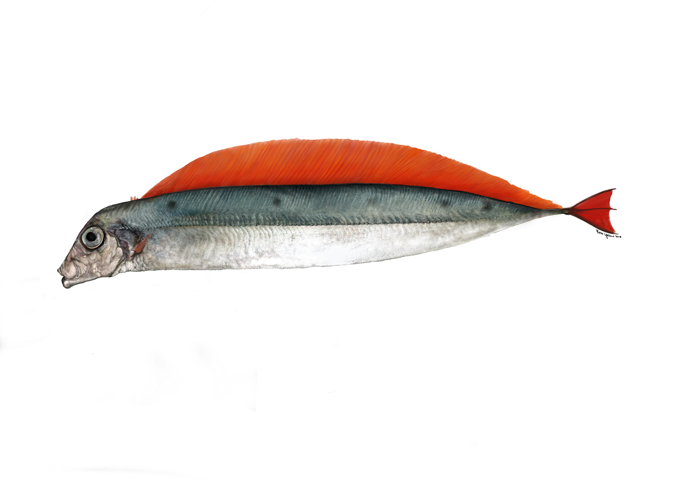 fish color sealife sceintific illustration publication