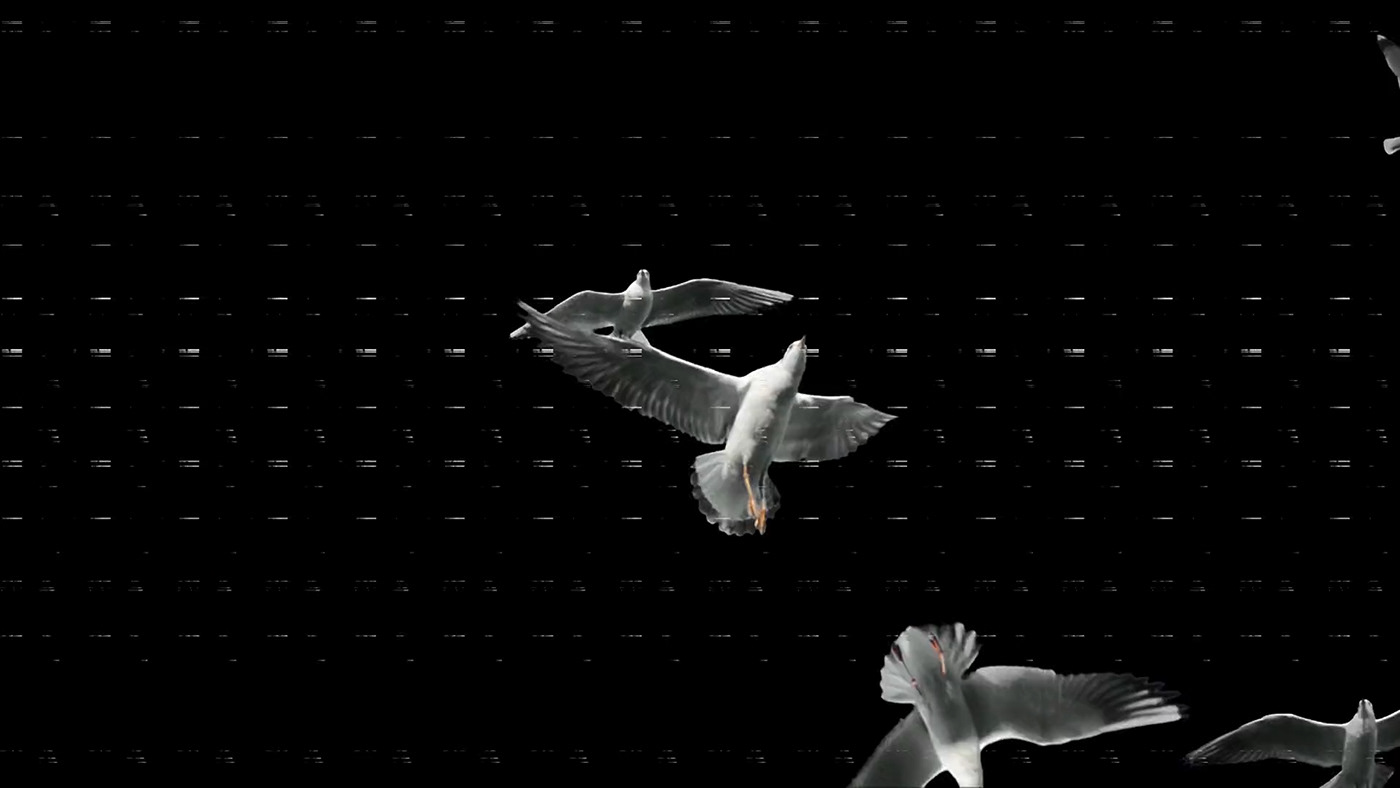 music video clip Videoclip blackandwhite experimental Film   birds effects abstract