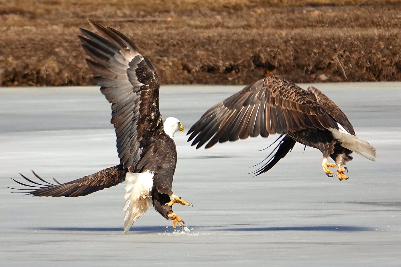 a day in the life animals bald eagels birds eagles fighting eagles preybirds river talons wildlife