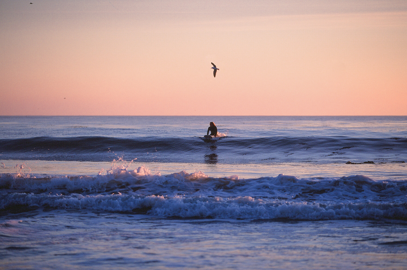 a seagull flies over a surfer at sunset

