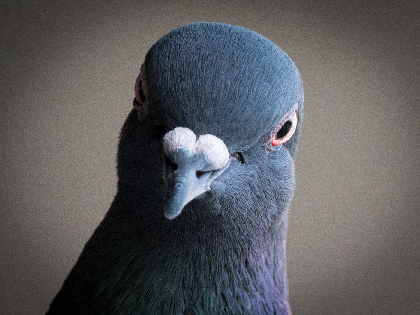 pigeon biset panasonic leica 100-400