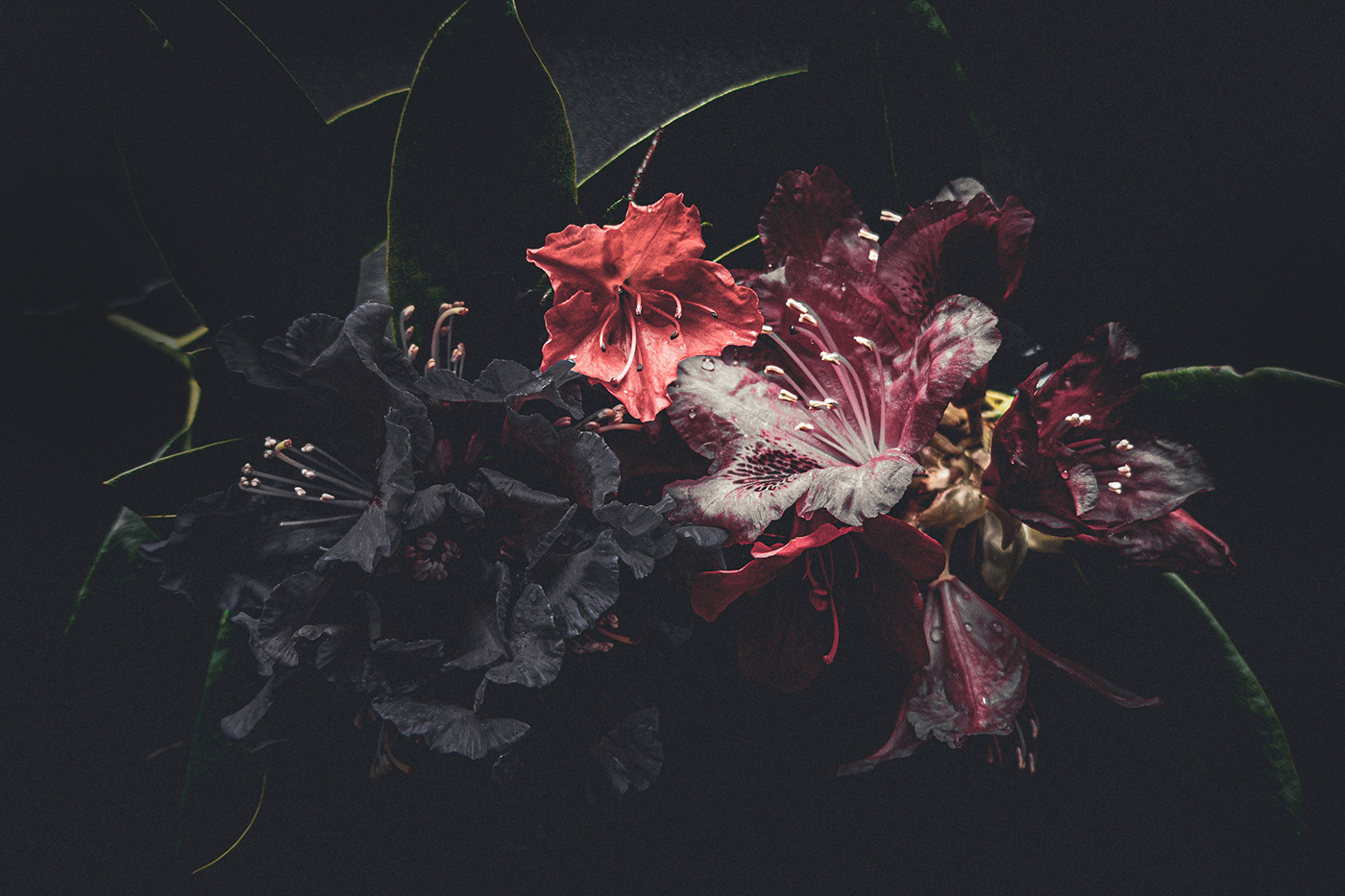dark floral Flowers lightroom Nature Photography 