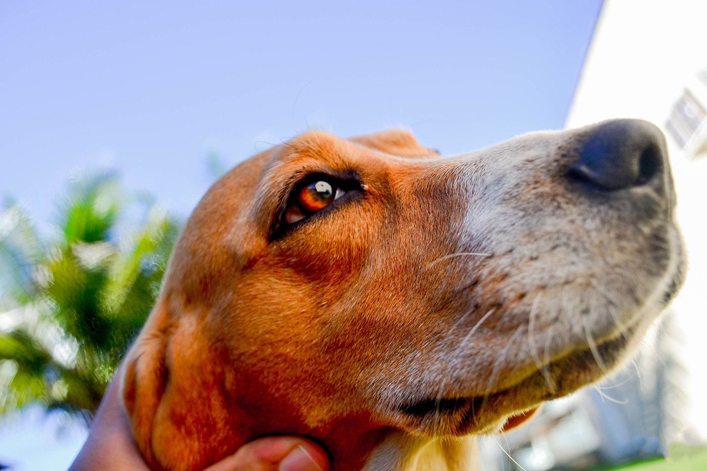 Beagles dogs cachorro Fotografia