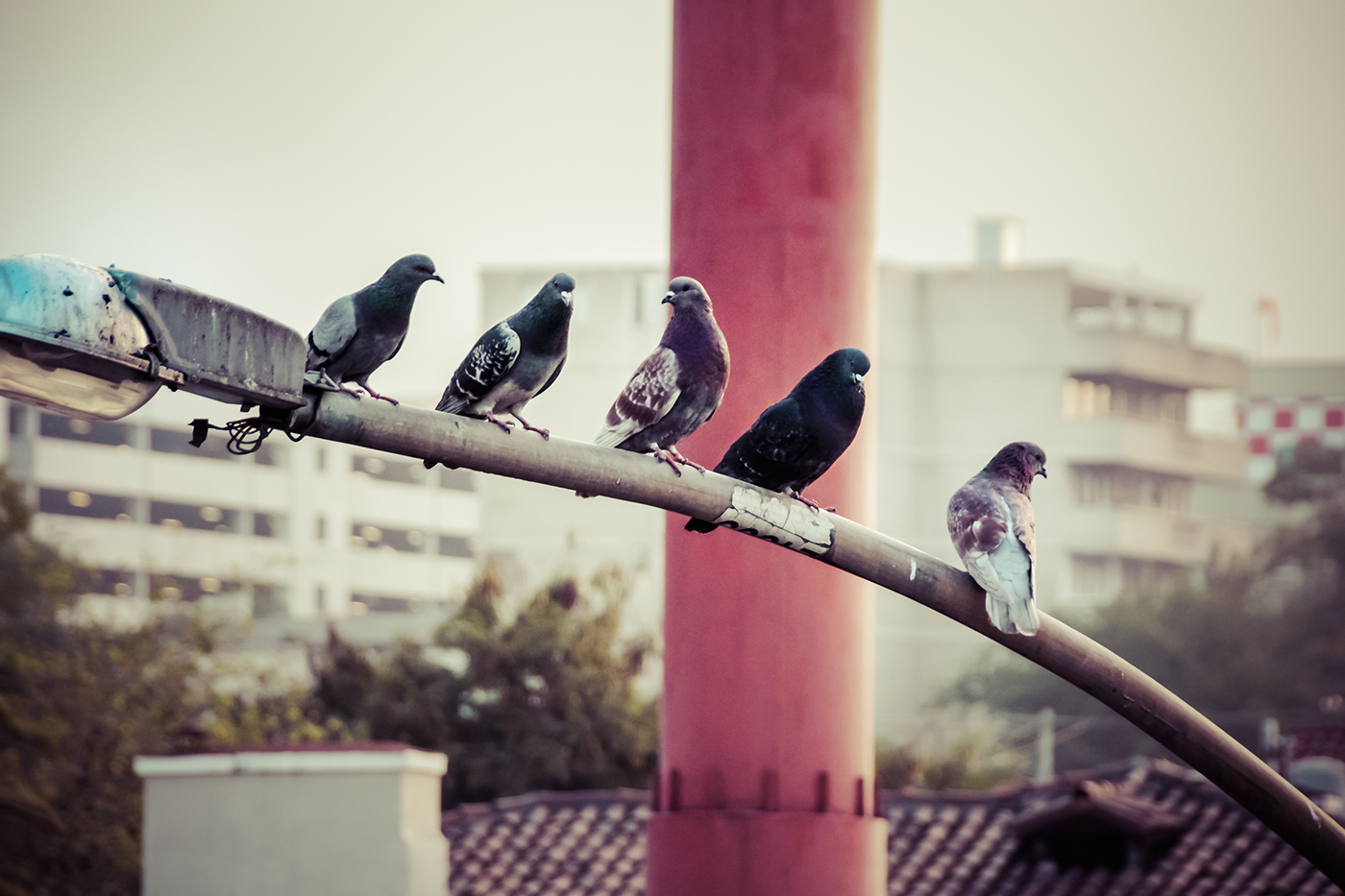 birds animals Fly Urban city photograph
