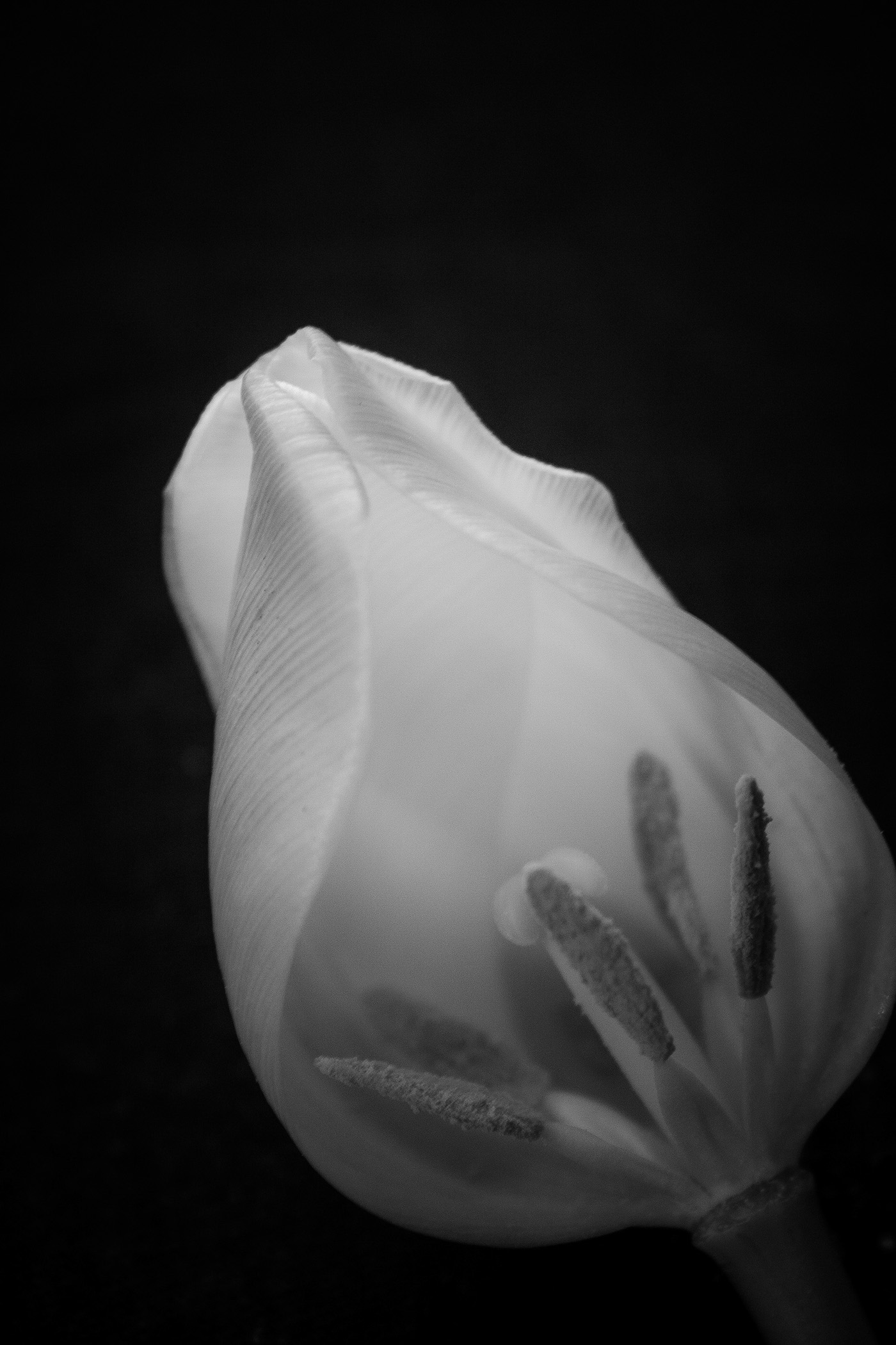 tulips flower lanterns light darkness Indoors still-life slose-up
