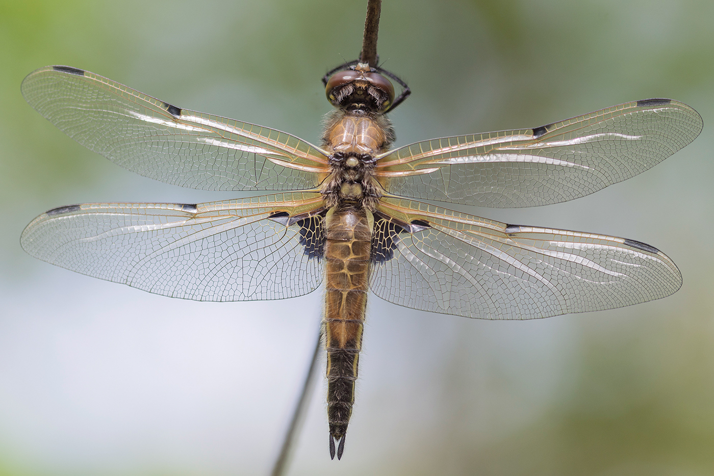 Macro Photography macro Insects dragonfly close up Nature wild life four-spotted chaser Libellula quadrimaculata