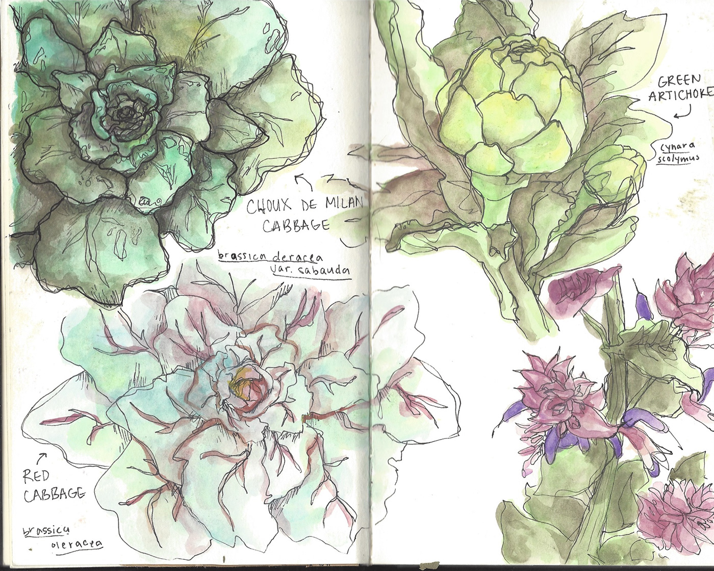 journal sketchbook Travel plants journey