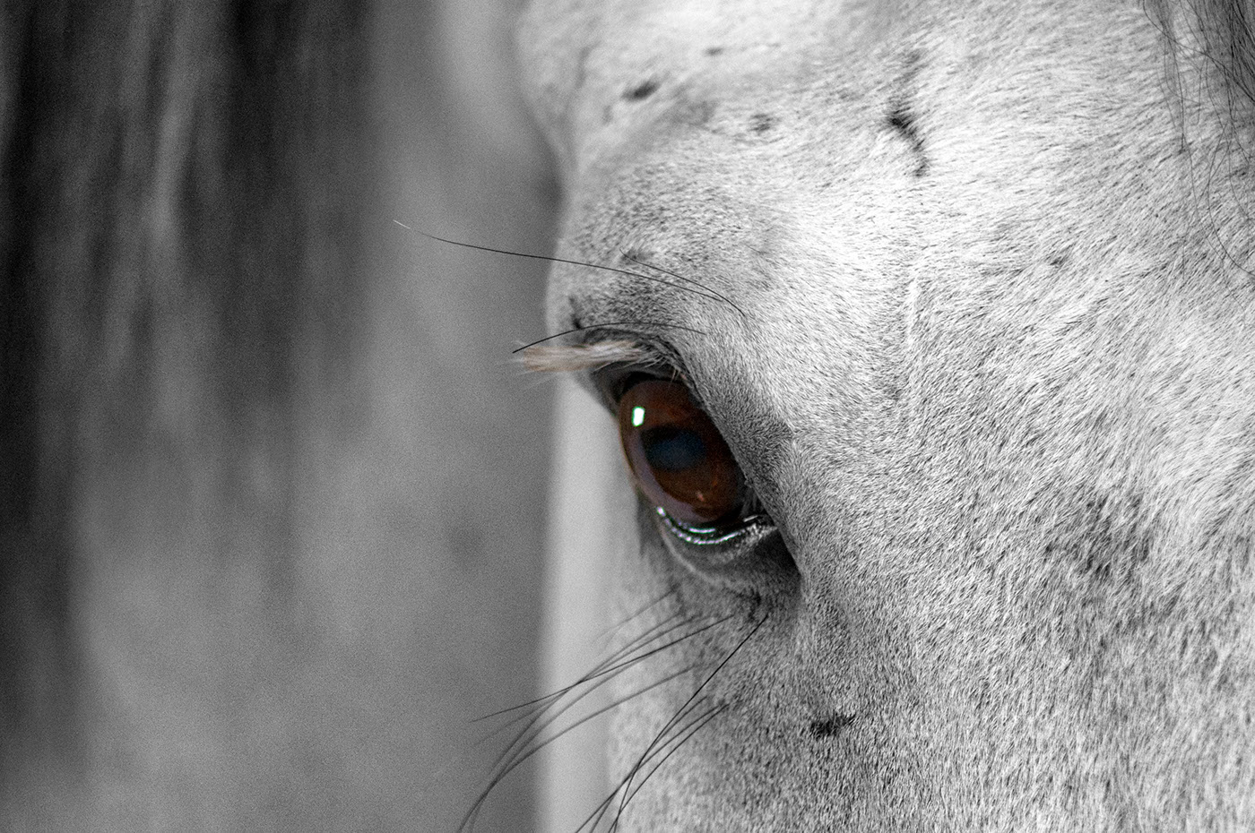 horses black and white horses photography horses portrait Photography 