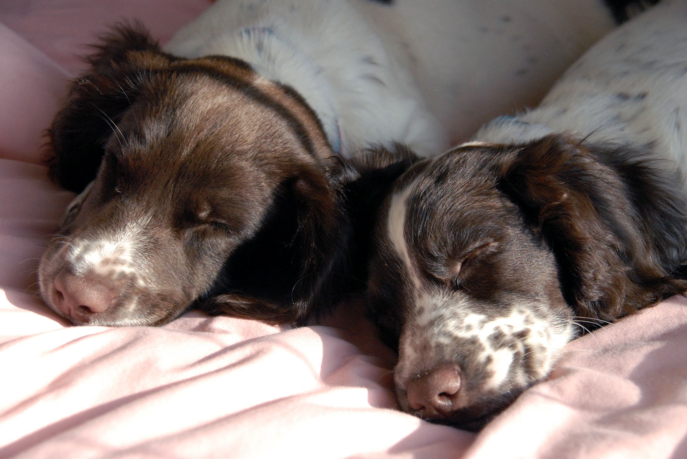 dog animal candid puppies springer spaniels natural lighting Outdoor cute sweet