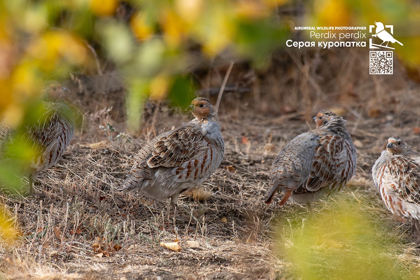 bird birds birdswatching Grey partridge partridge perdix perdix perdix Russia volgograd wildlife