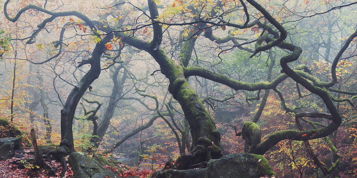 autumn curved gnarled  Grove Landscape mist Nature oak Tree  Treescape