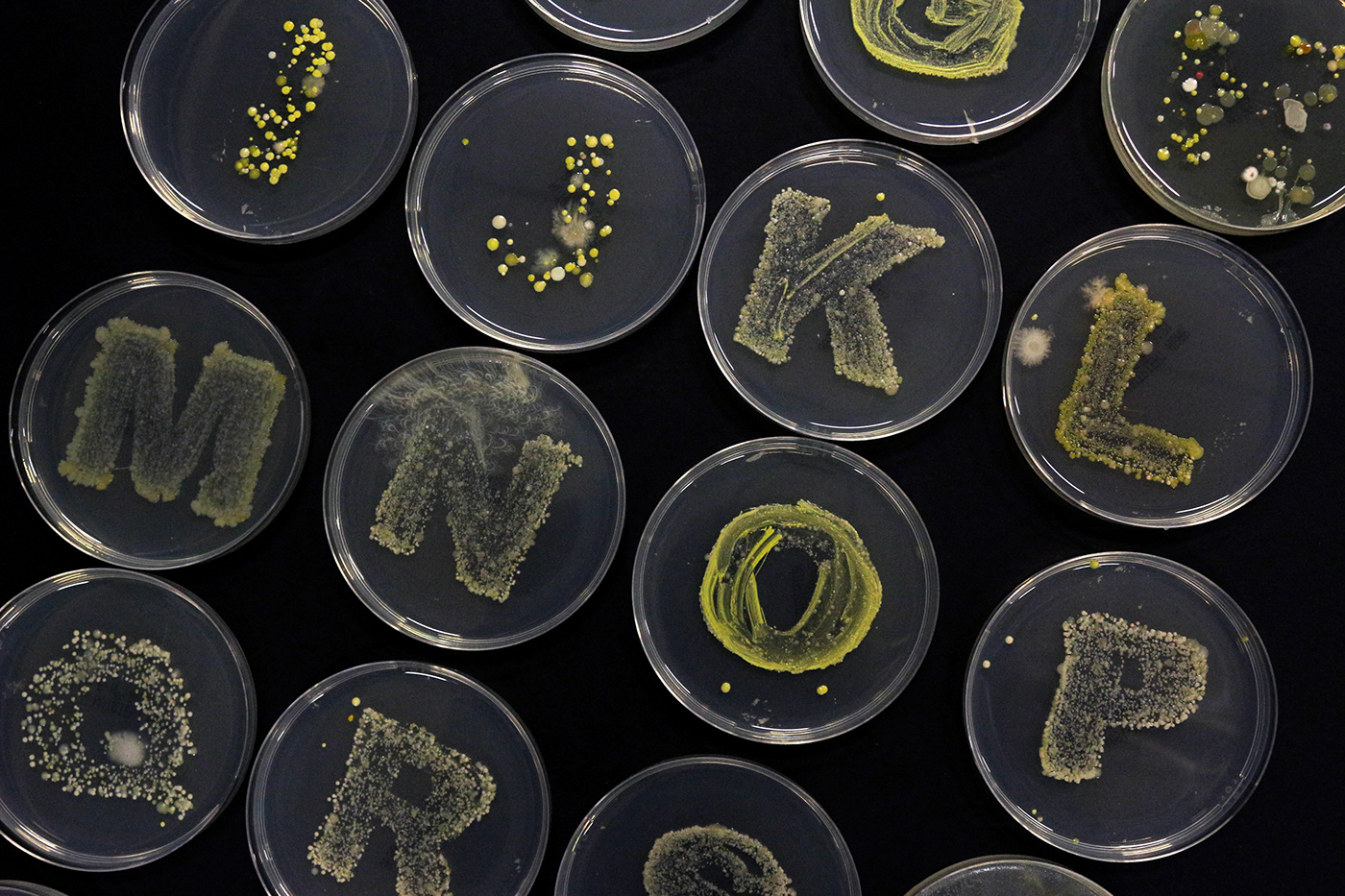 experimental typography   letterforms Bacteria keyboards Photography  science Creative Direction  petri dish Design Bridge 