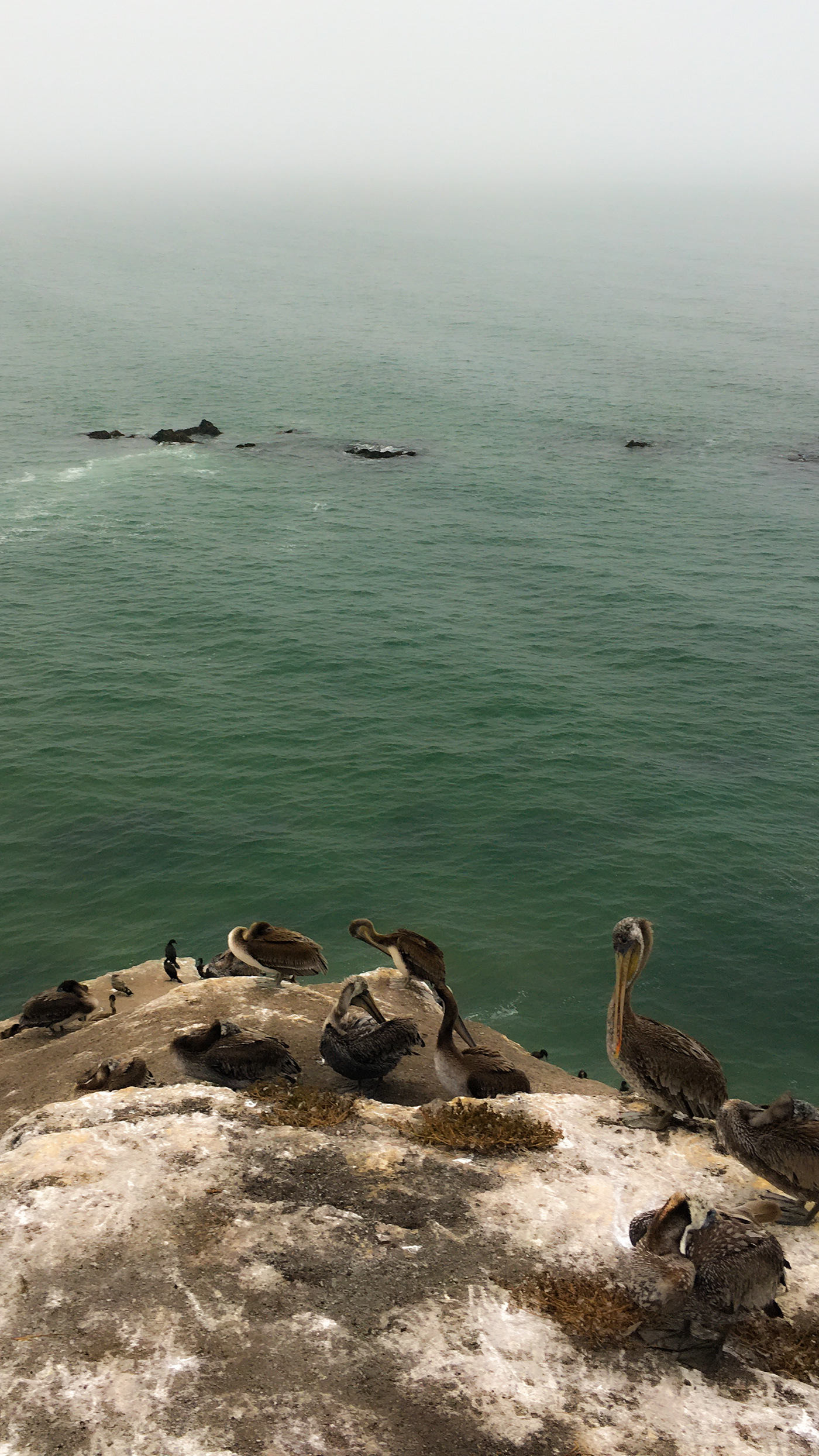 beach fog pacific pelicans seagulls