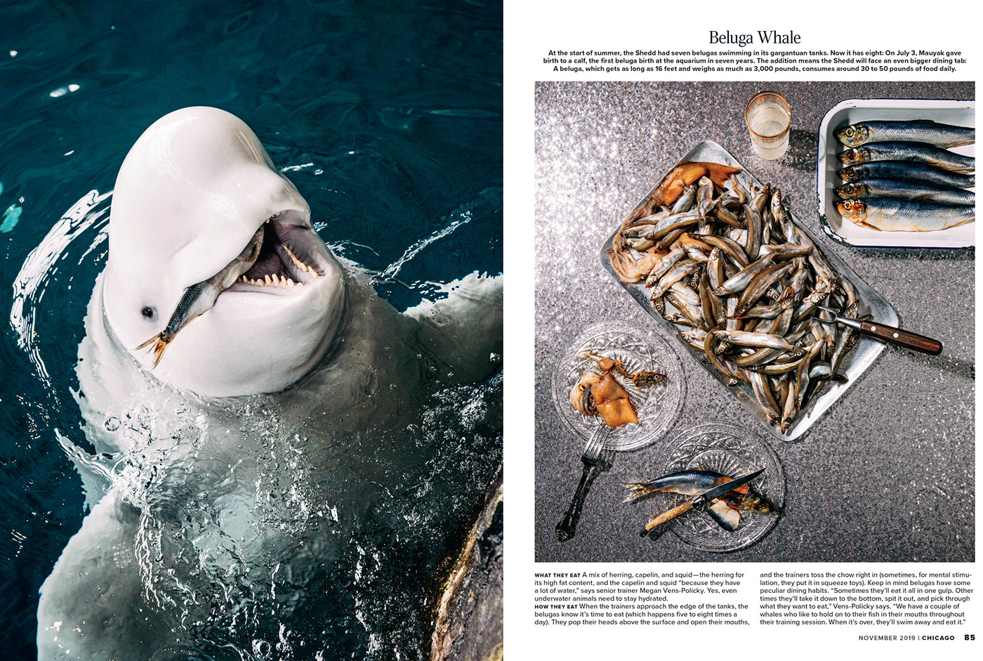 editorial Photography  animals Food  Shedd Aquarium chicago Chicago Magazine