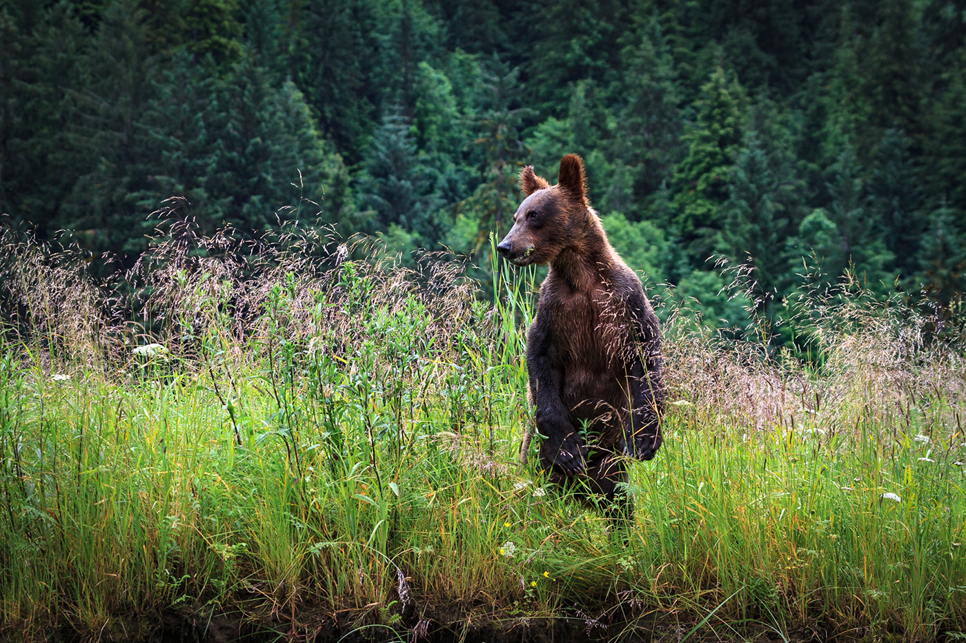 wildlife Khutzeymateen Grizzly Bear Landscape forest sanctuary wilderness north america bears british columbia