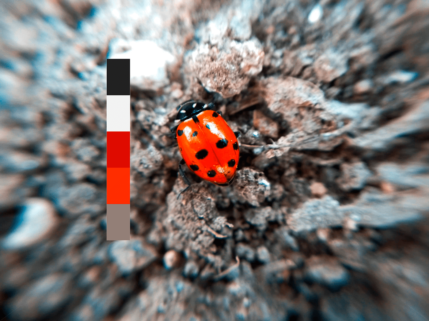 Image may contain: invertebrate, beetle and ladybug
