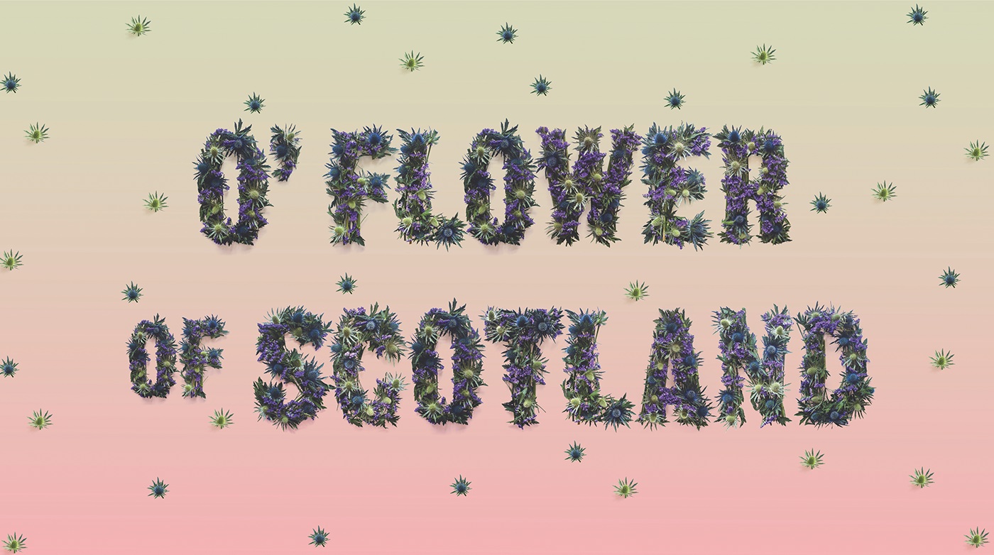 Adobe Portfolio graphic design type lettering flower design Thistle scotland Typeface poster art Flowers scottish graphisme logo font
