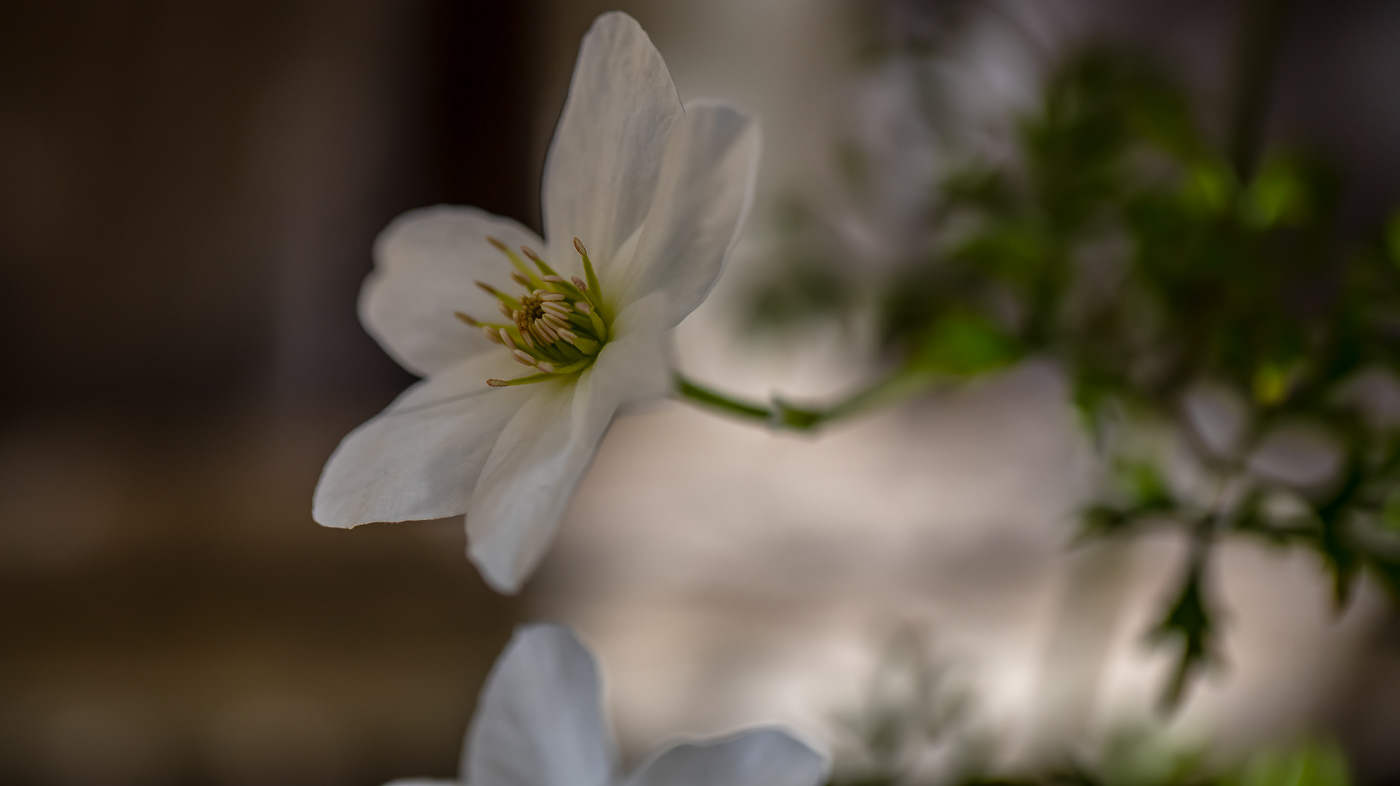 digital photography  digital editing photomontage ethereal art Nature Flowers summer flowers