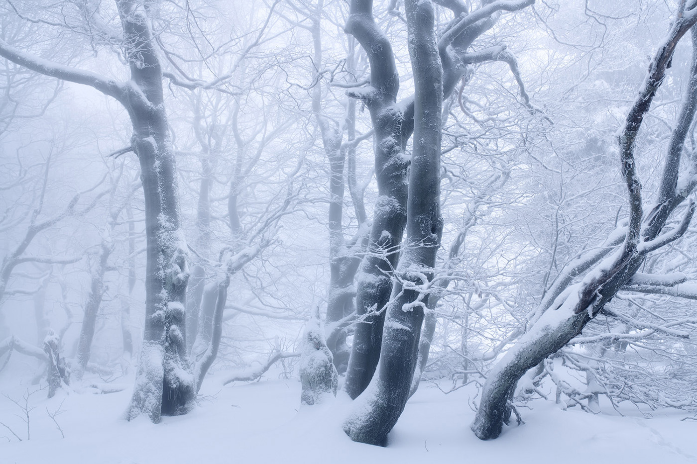 Beech enchanted fairytale forest frozen hoarfrost mist snow Treescape winter