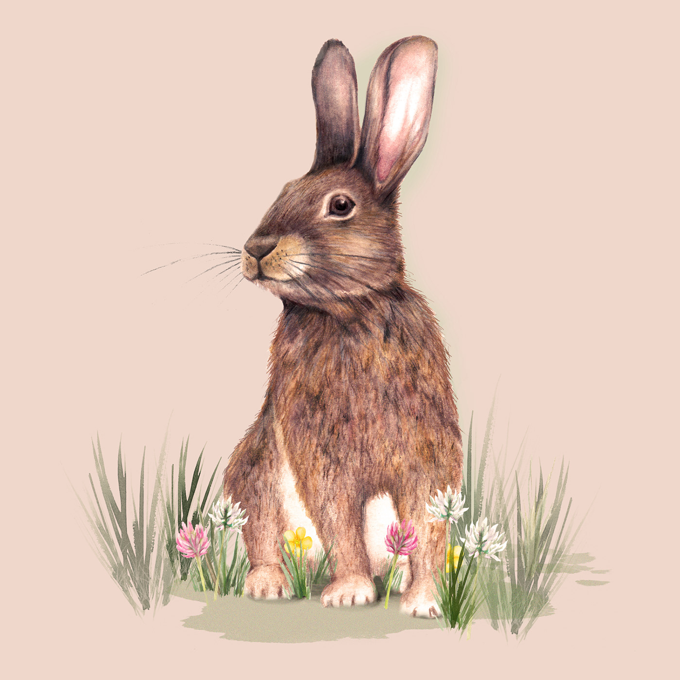 watercolour ILLUSTRATION  rabbit cute bunny countryside animals animals animal illustration nature illustration