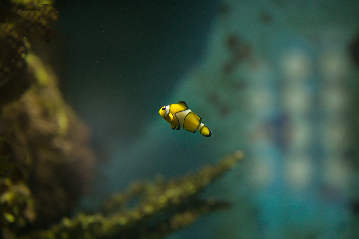 Behance animals sea fish aquarium Nature Photography  beauty