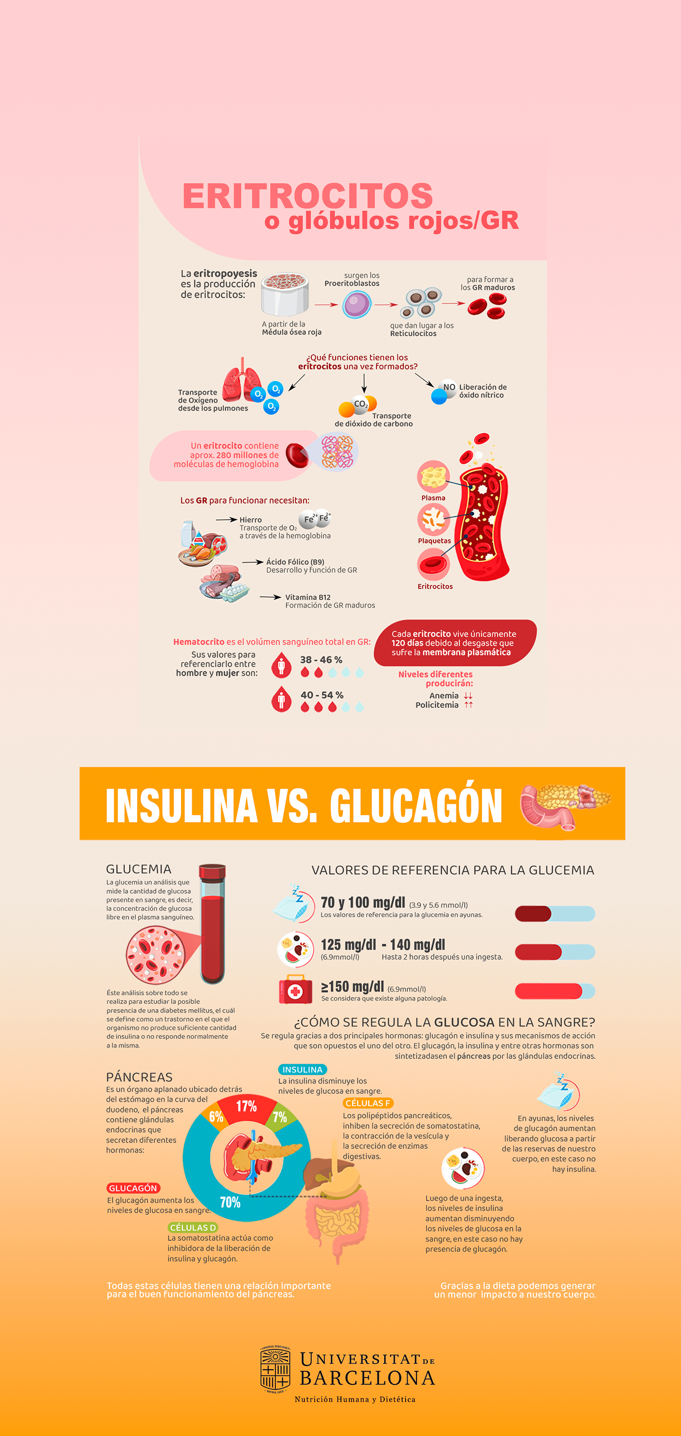 science biology Education infographics pancreas glucose Health nutrition Eritrocit insulin