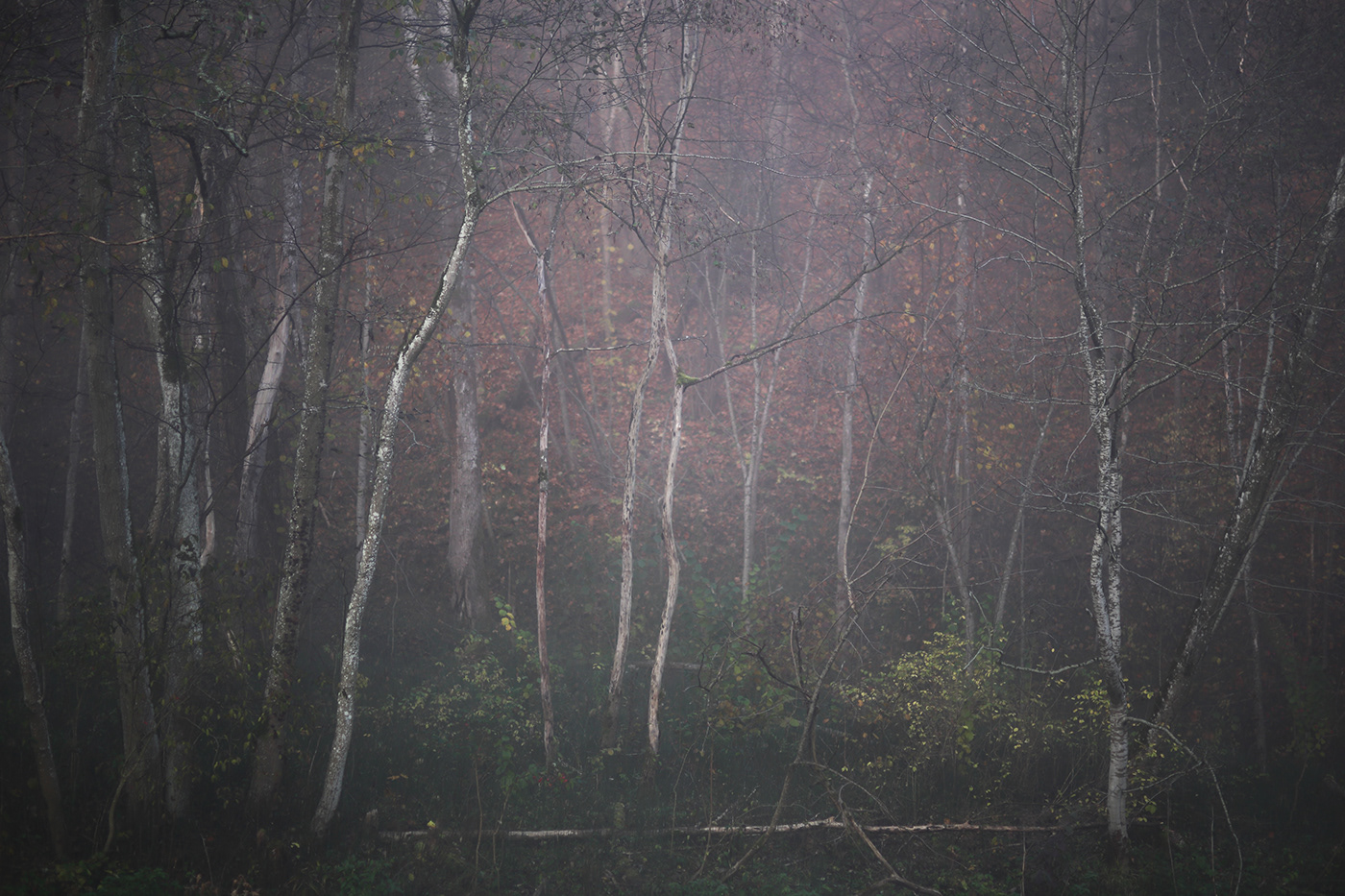 autumn fog lietuva lithuania Mindaugas Buivydas mist Nature red