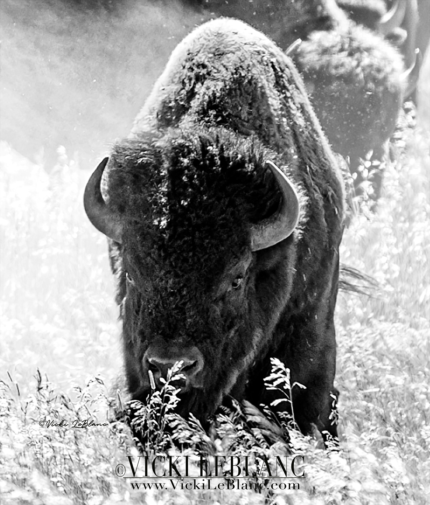 bison grand teton Vicki LeBlanc