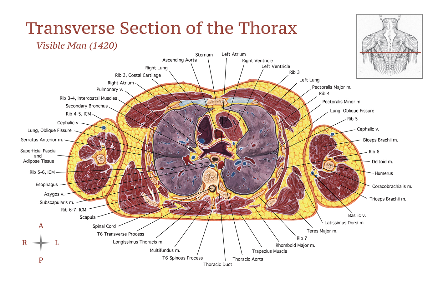 Transverse Section of the Thorax on Behance