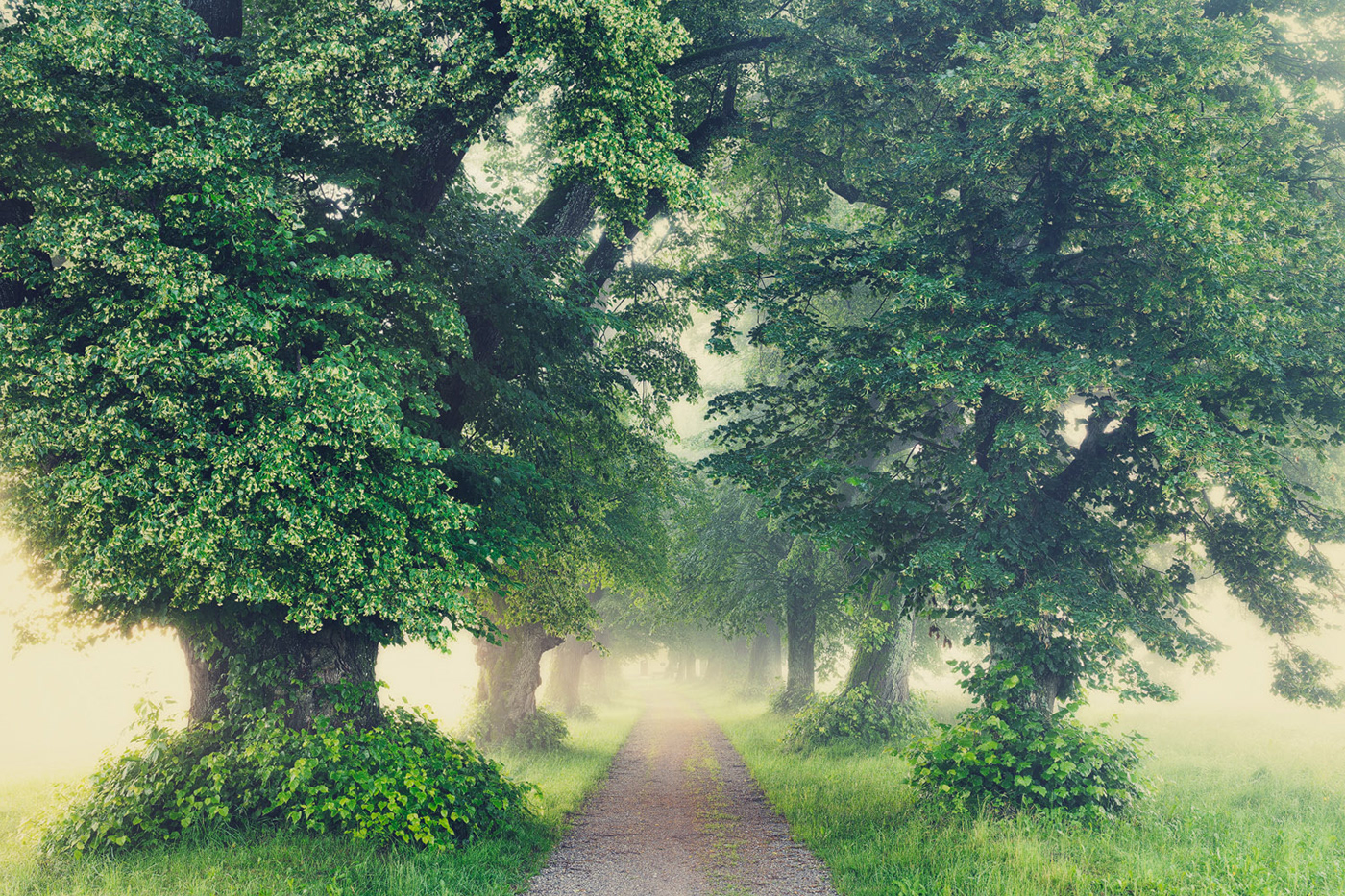 2021 in review Coast forest Landscape loneliness mountain Nature solitude Treescape life