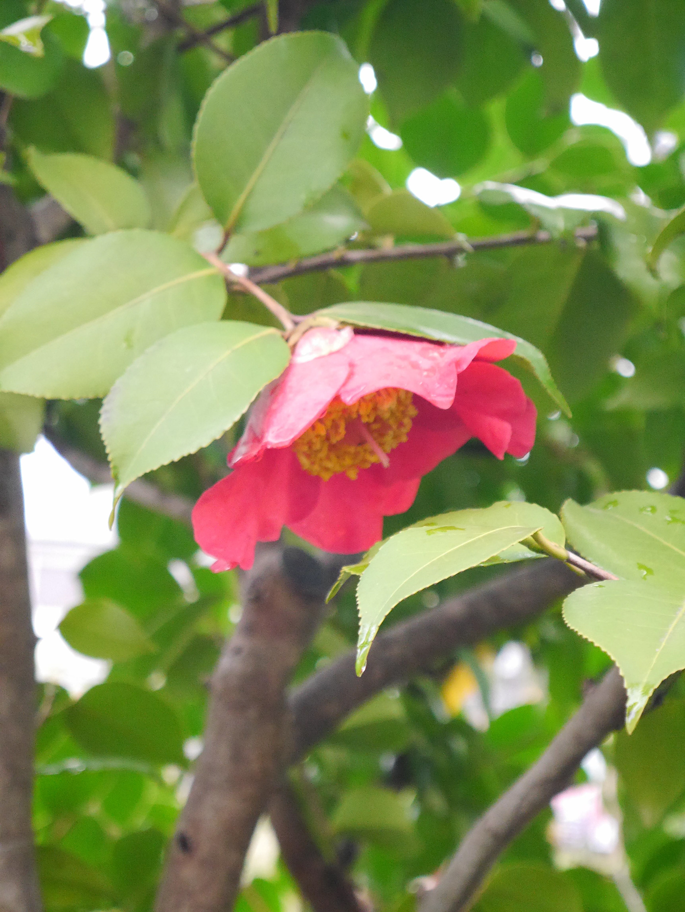 flower Camellia red