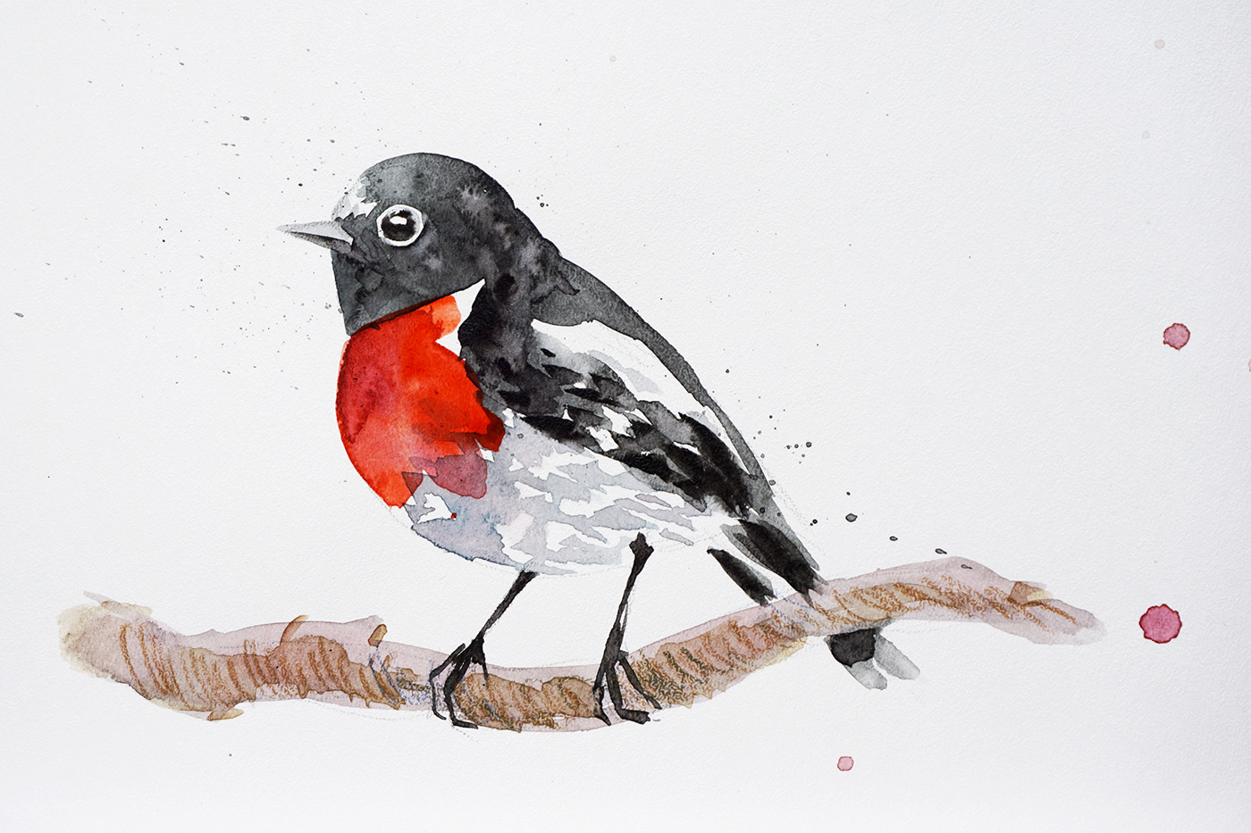 aquarelle artwork bird Drawing  ILLUSTRATION  painting   robin watercolor