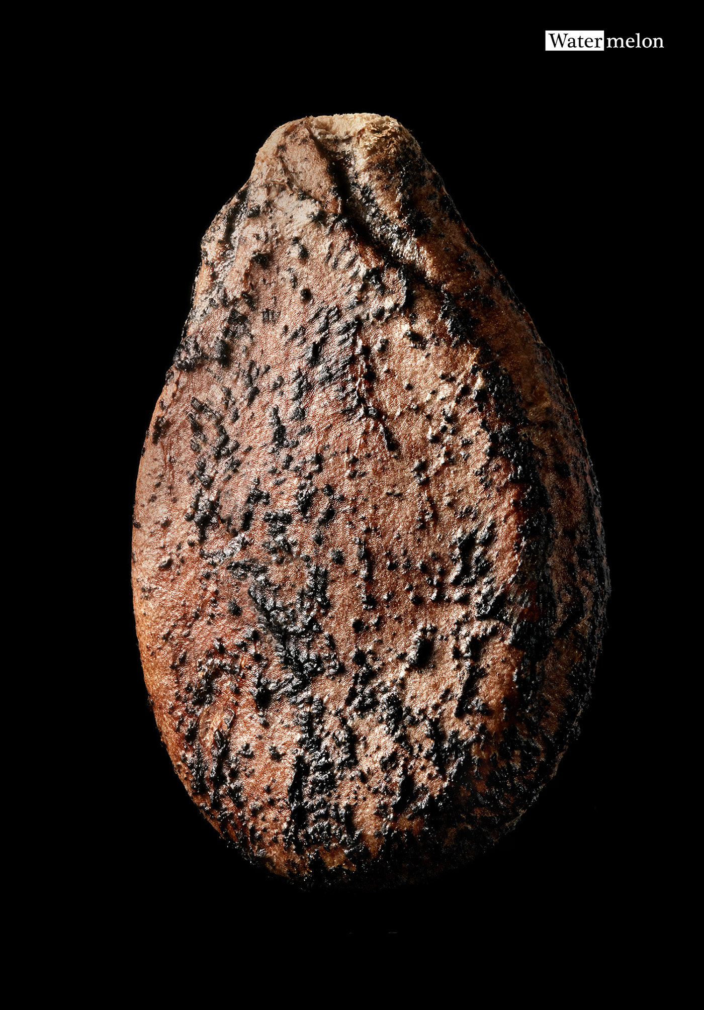 Agro seed Photography  macro calendar Still Production studio Advertising  commercial