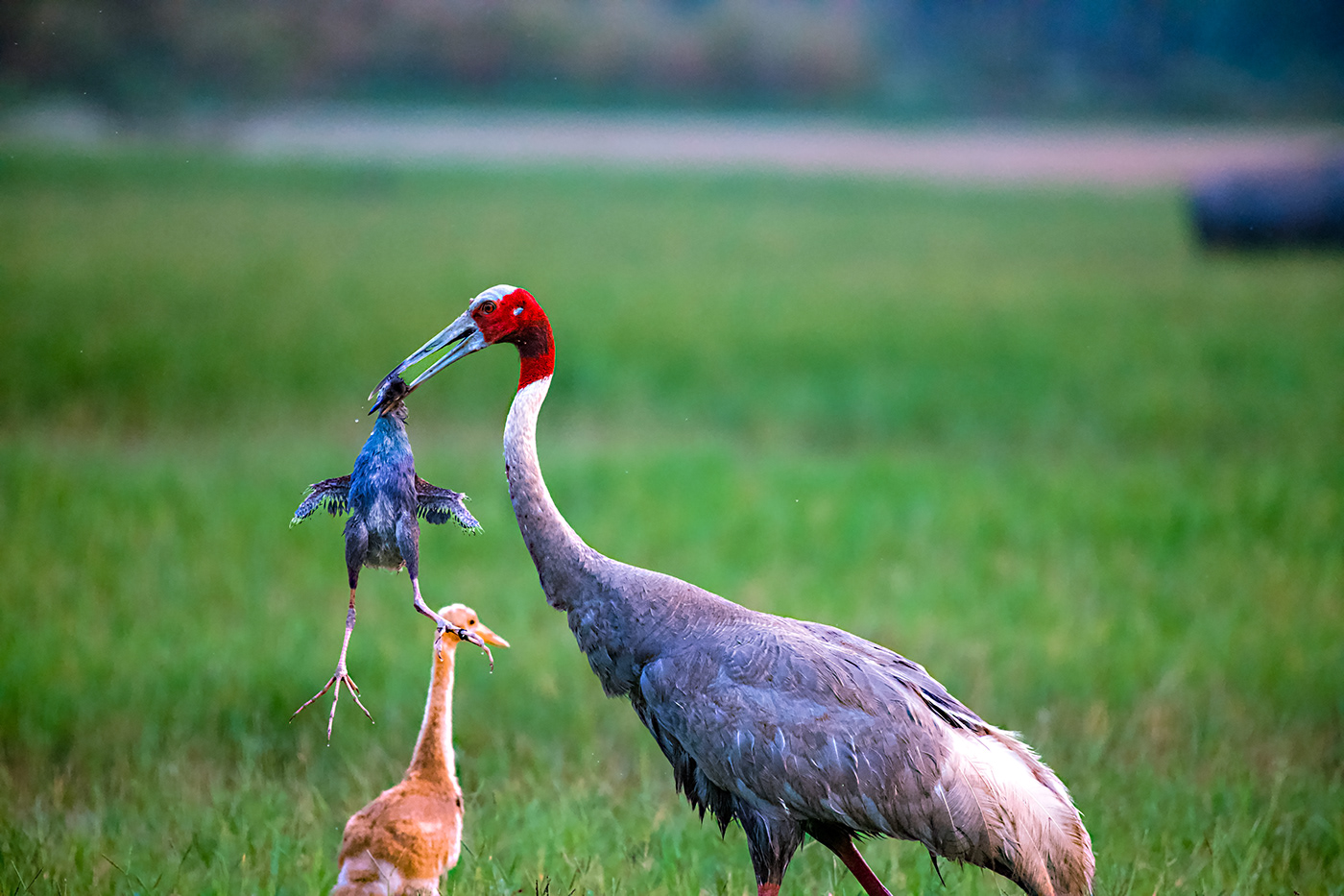 A male sarus crane killing a juvenille purple swamphen
