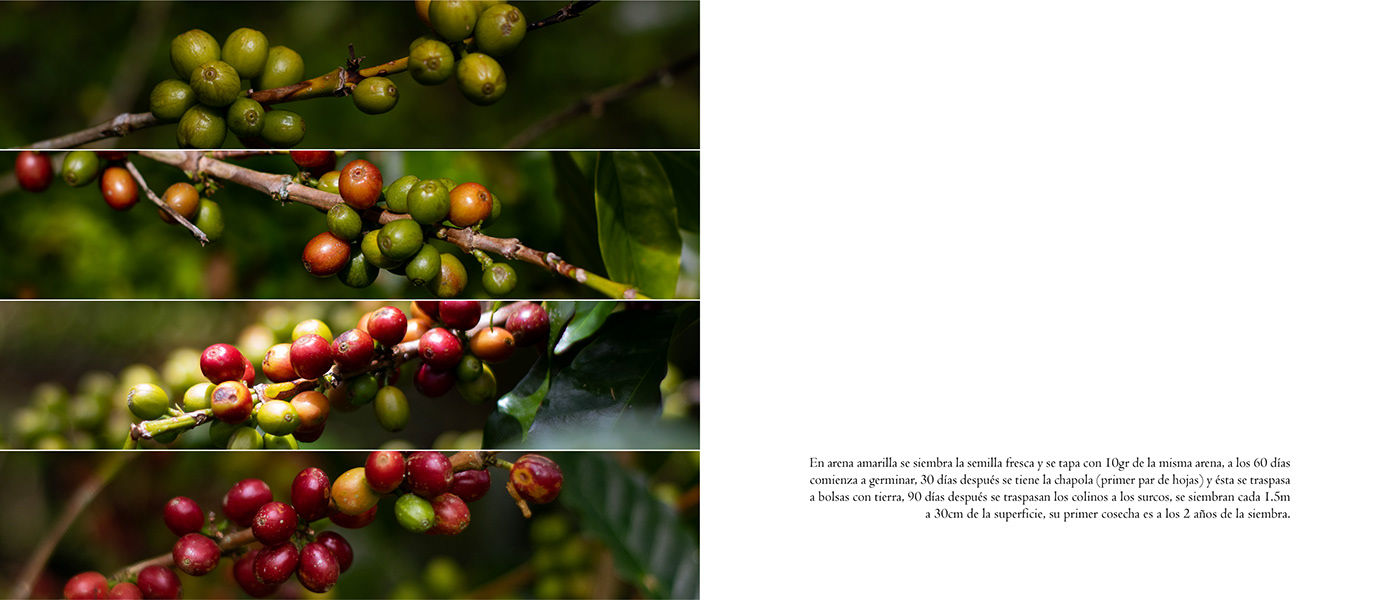 Coffee photodocumentary farm Production
