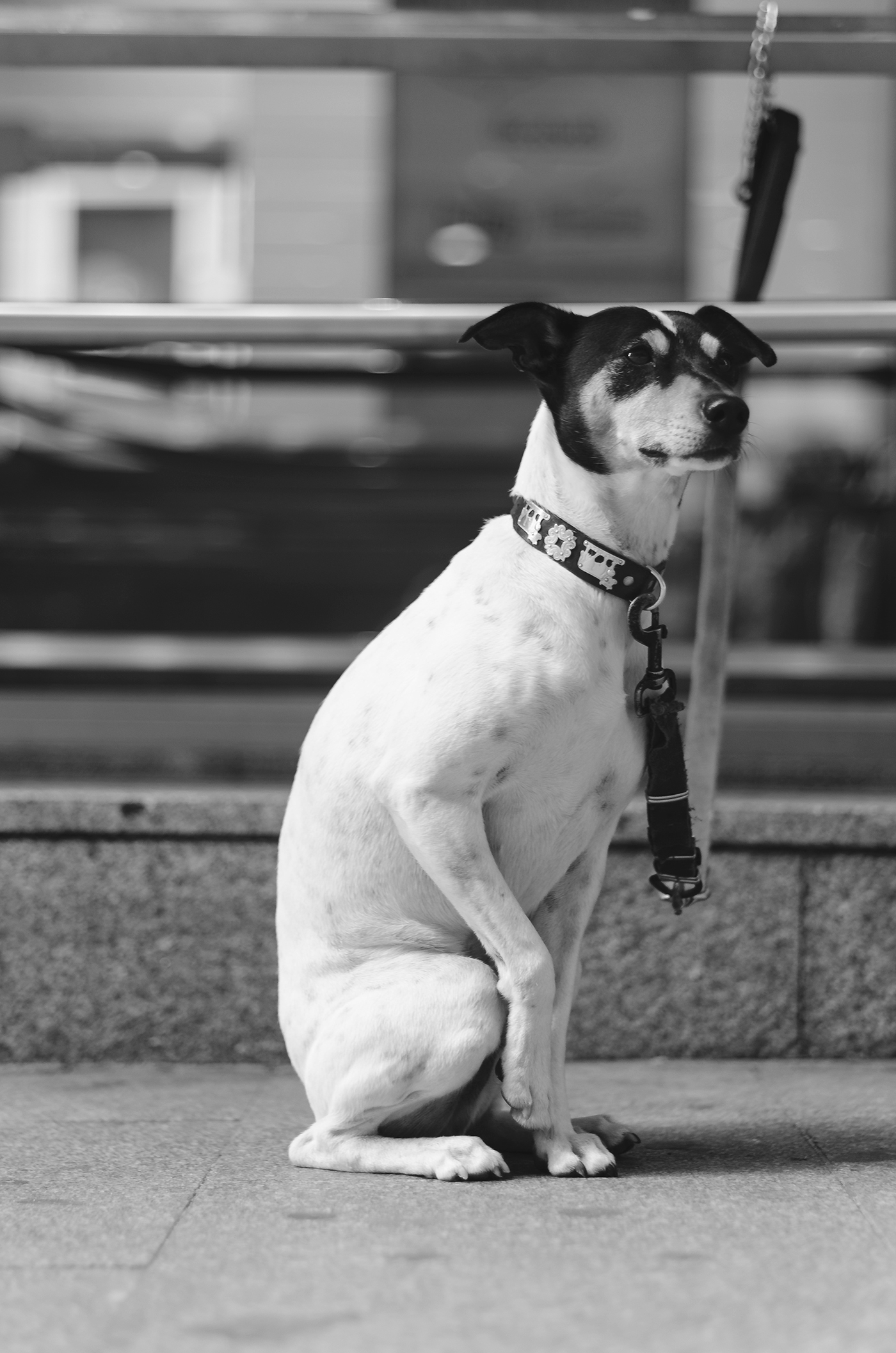 Adobe Portfolio dogs portraits Street Sadness animals madrid helsinki