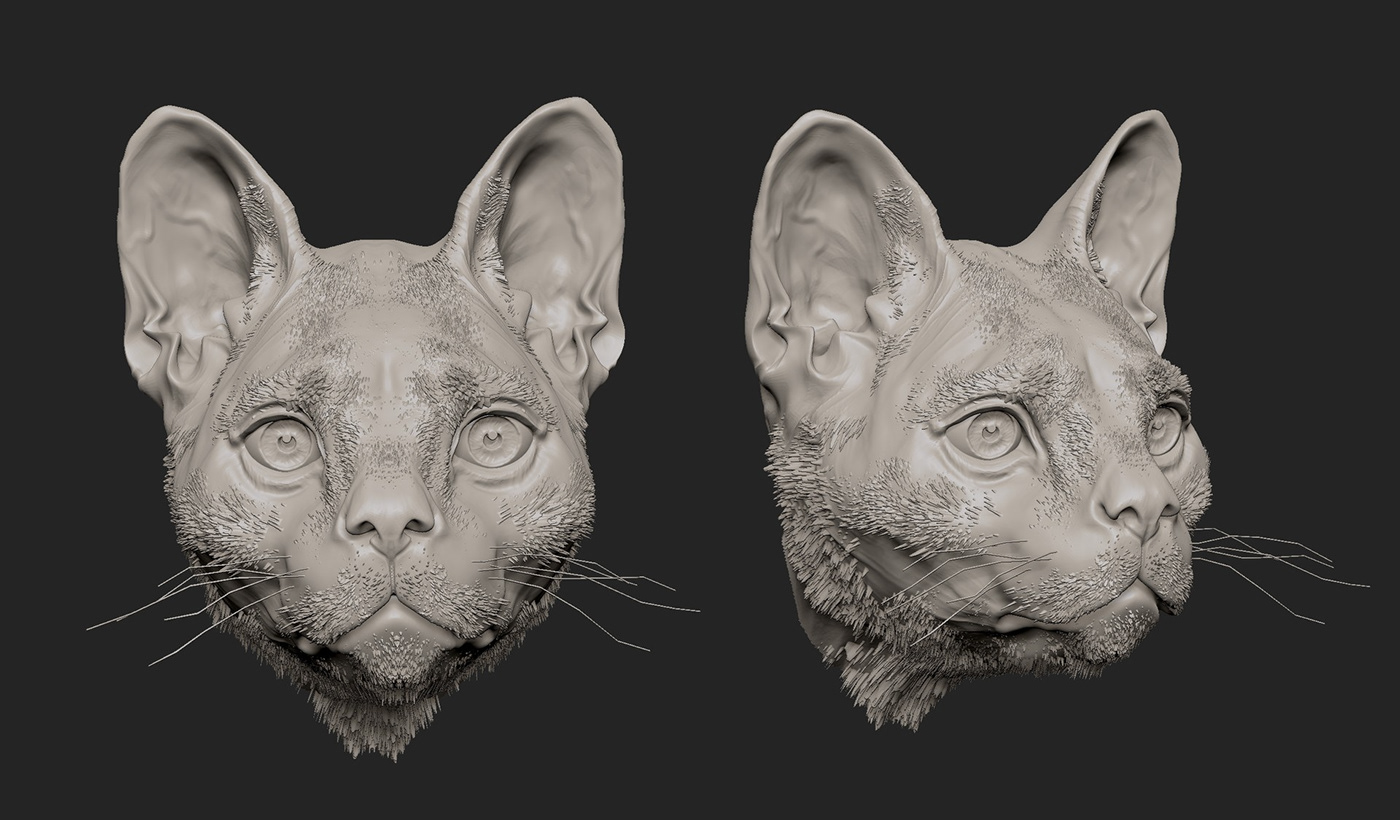 animal Cat motion Hunt running Zbrush sculpting  action