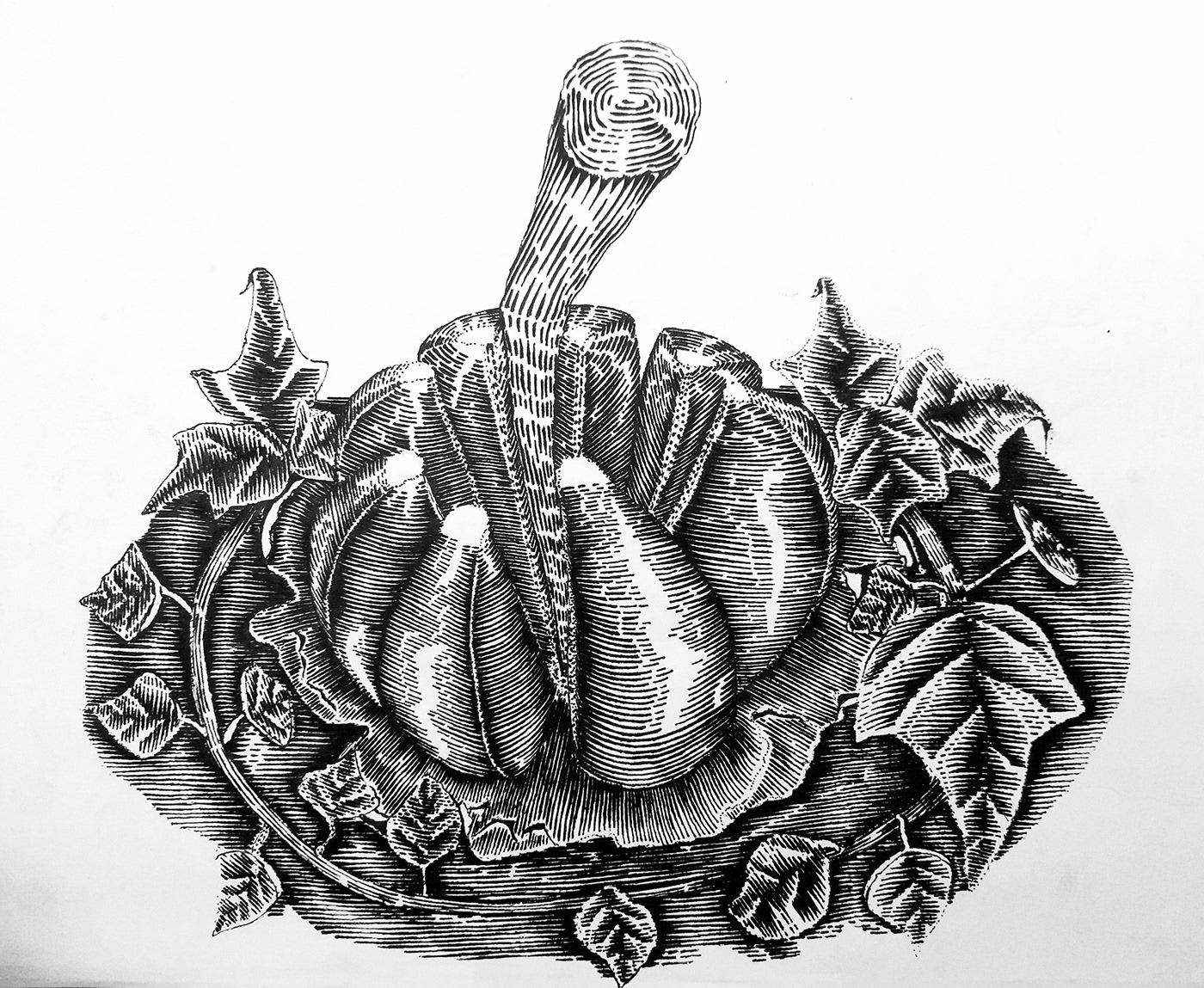 botanical illustration engraving food illustration Garlic label design line art nature illustration packaging illustration scratchboard spices