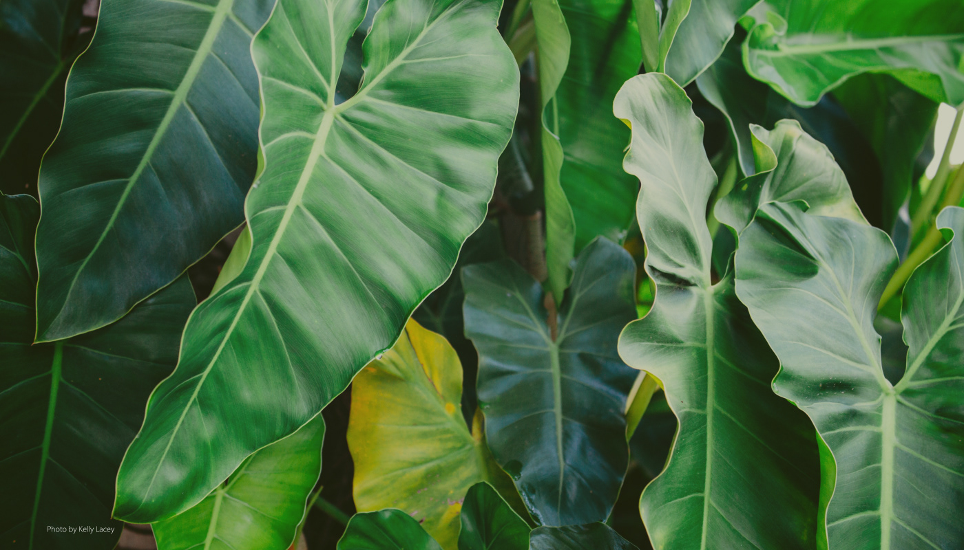 eco-friendly environmental gardening graphic design  HAWAII marketing   Sustainability Tropical