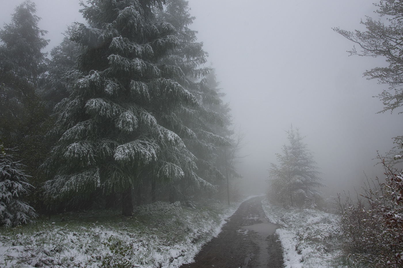 Fotografia snow spring mist fog mgła fotograf polska poland