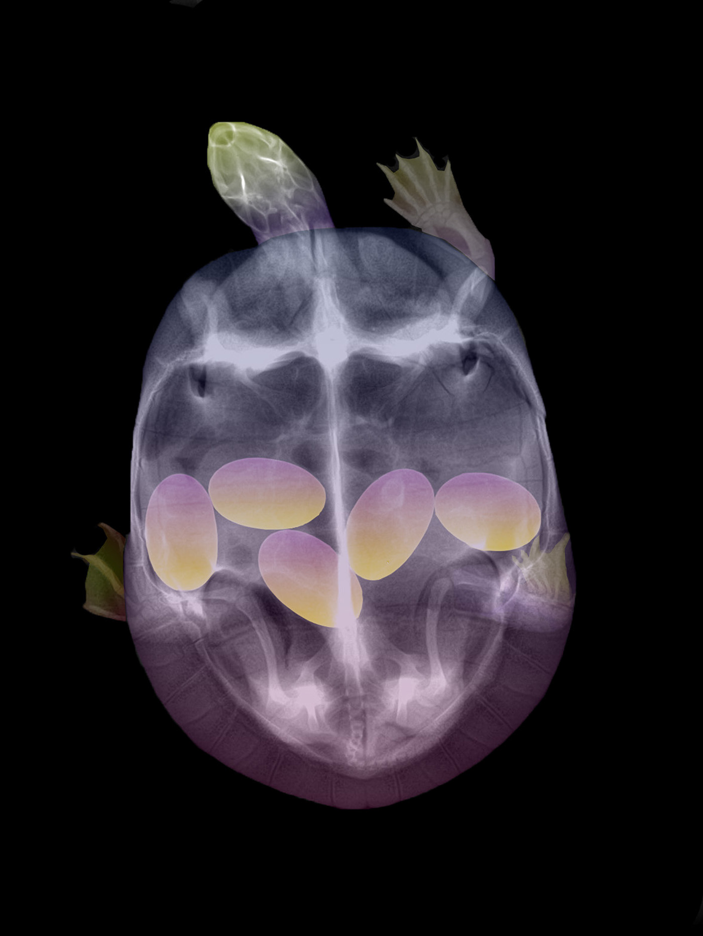 x-ray x-ray photography Photography  camera interesting different elephant Turtle eggs horse