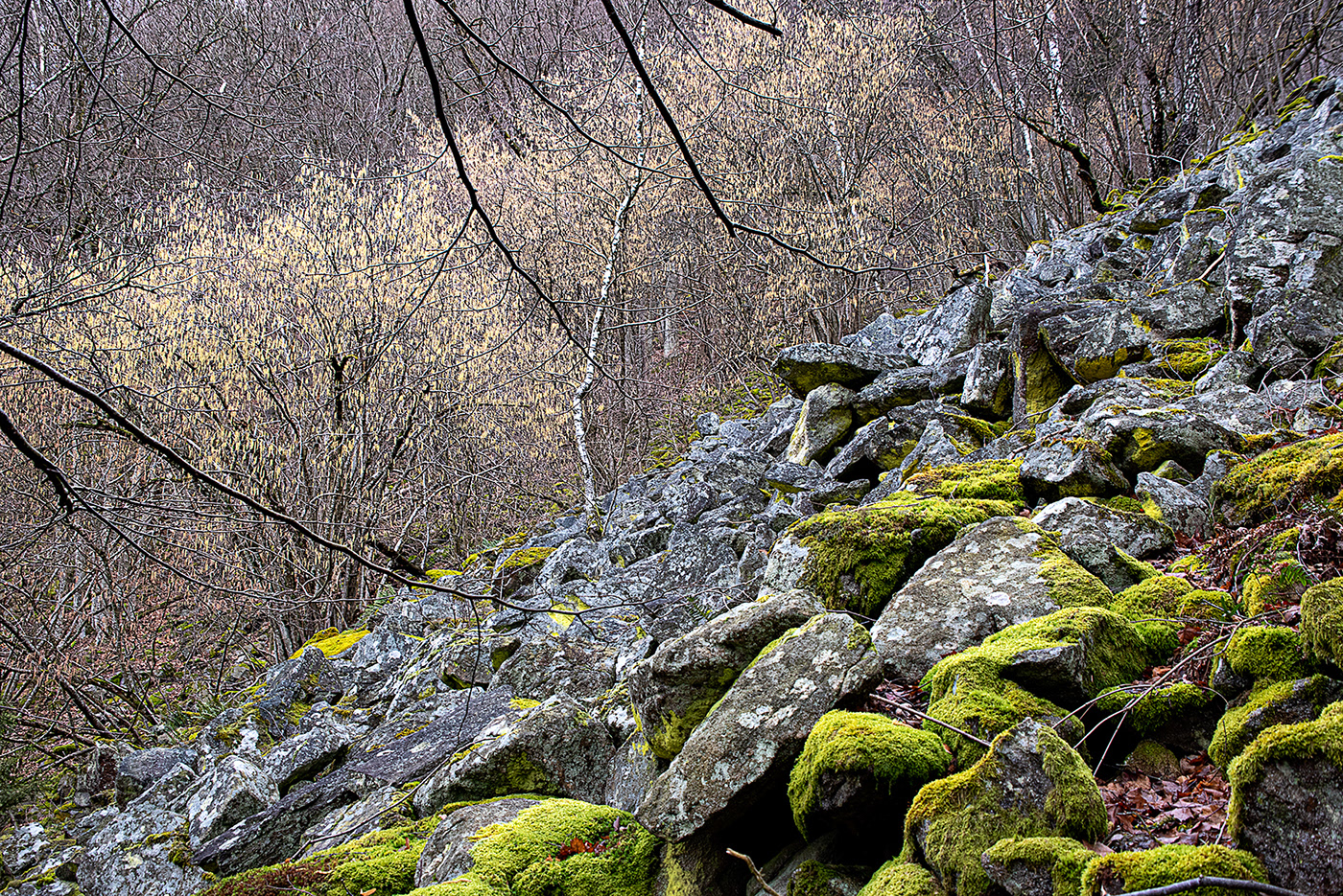 Landscape MOOS Nature rocks stones wald flechten