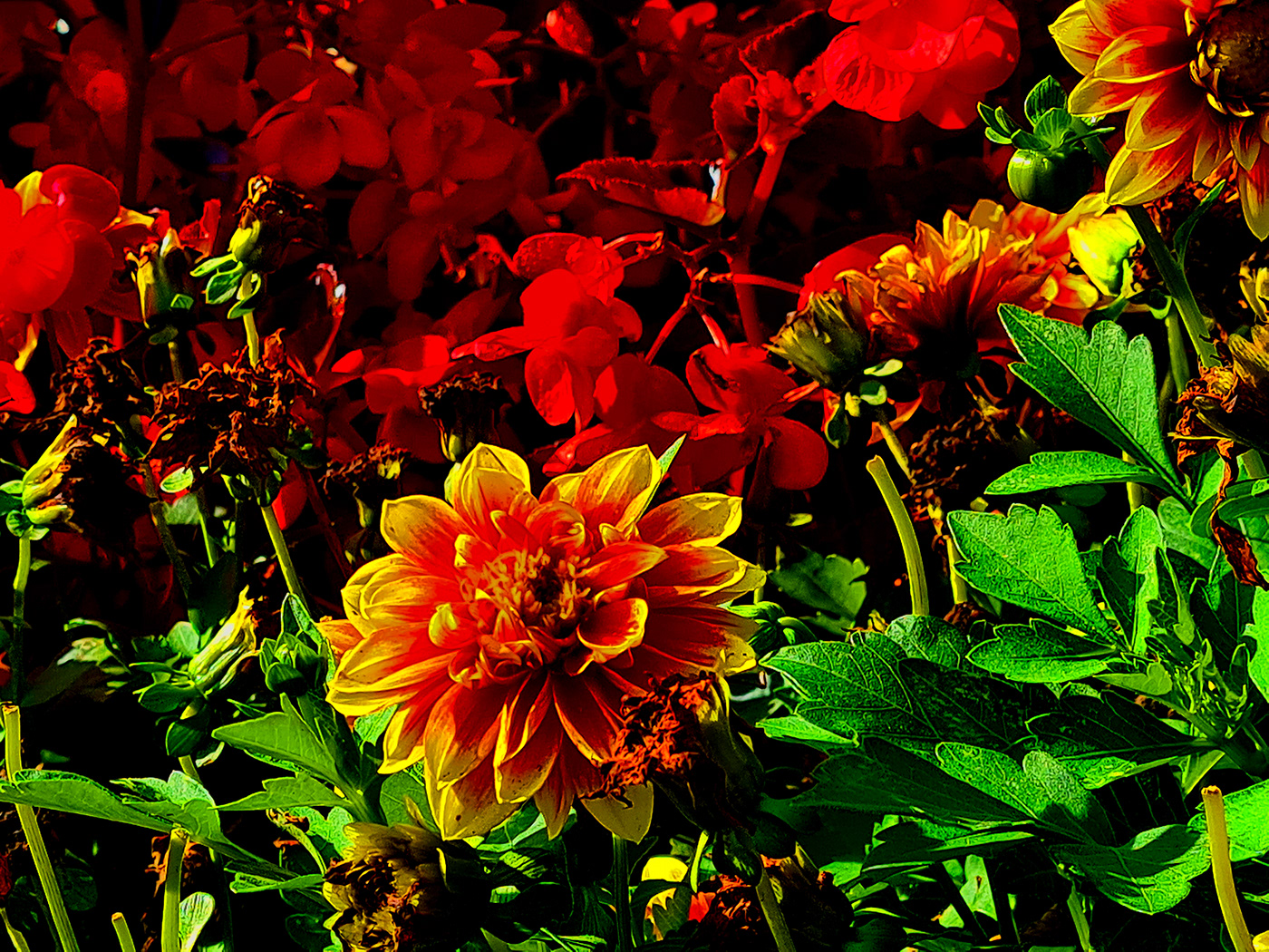 adobe Adobe Photoshop Adobe Portfolio art Behance Flowers Landscape Nature Photography  Travel